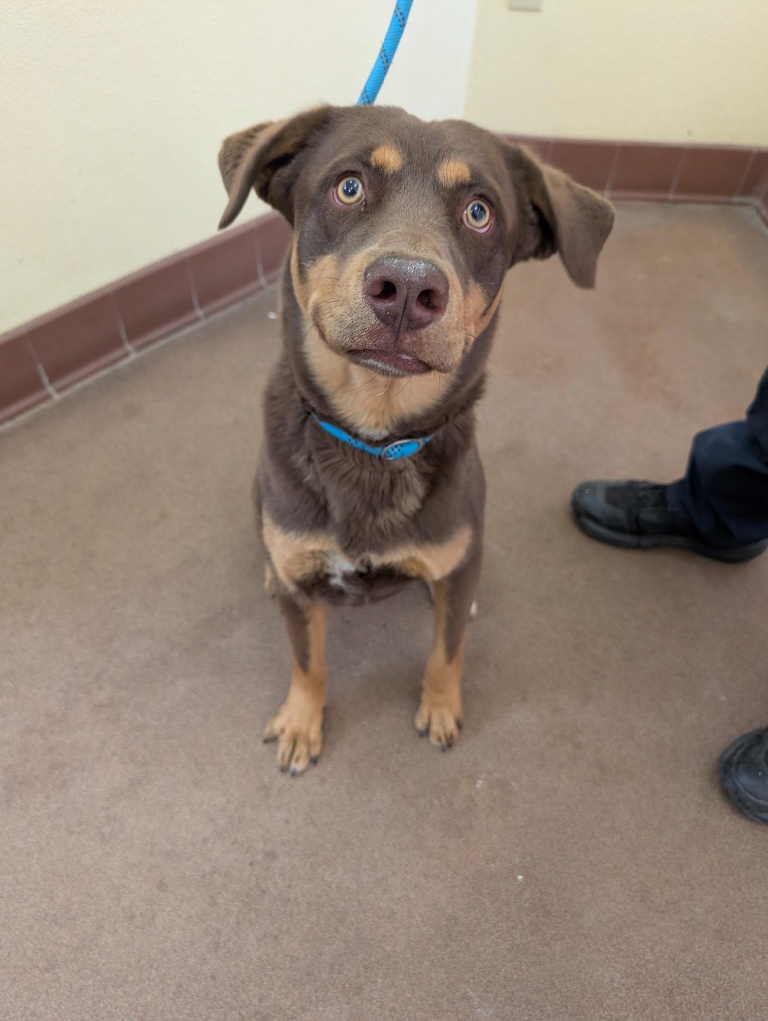 Enlarge Dracko, a ADOPTABLE mixed breed in Sierra Vista, AZ image 2/2