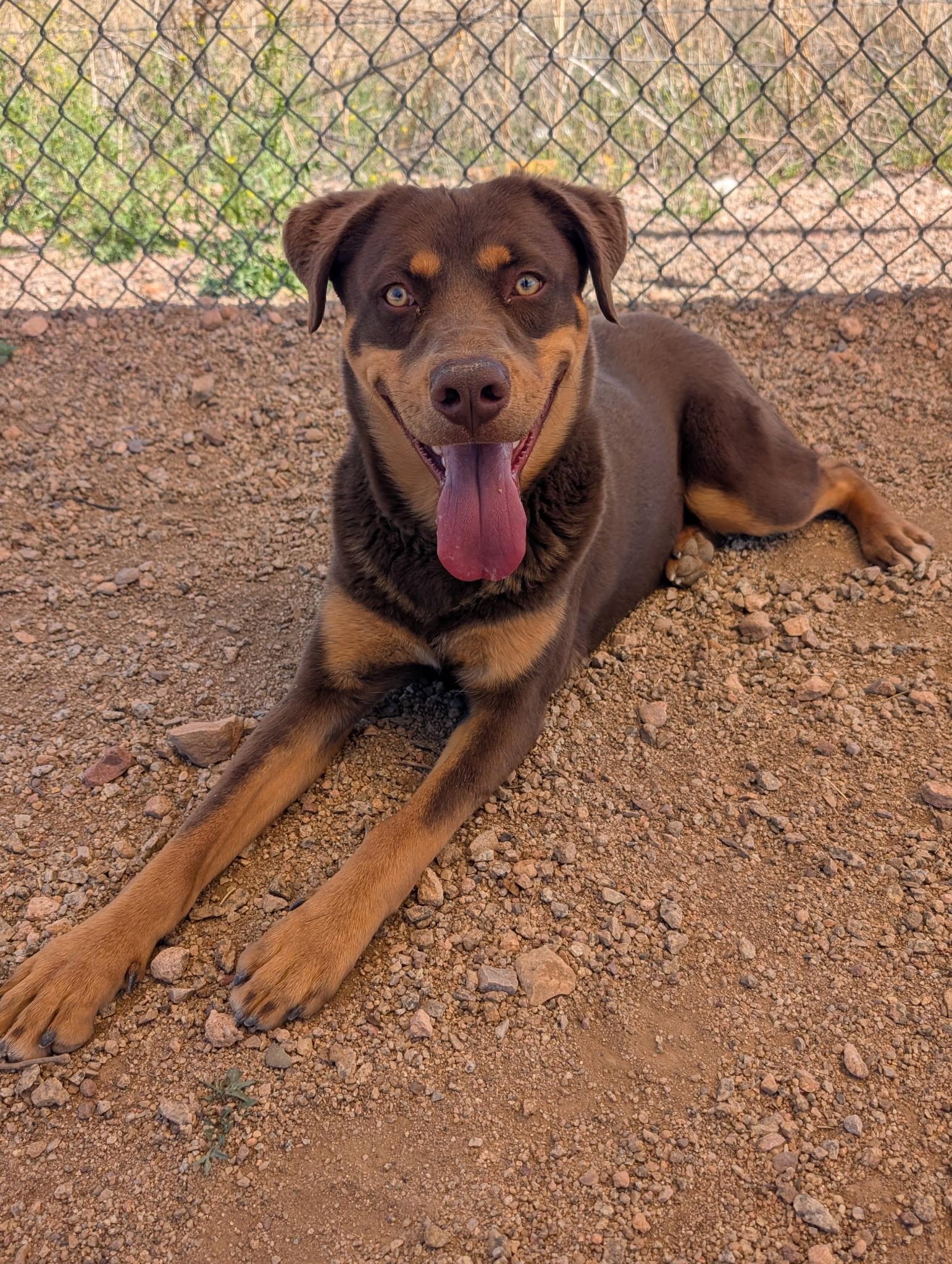 Dracko, ADOPTABLE, Young Male Rottweiler & Husky.