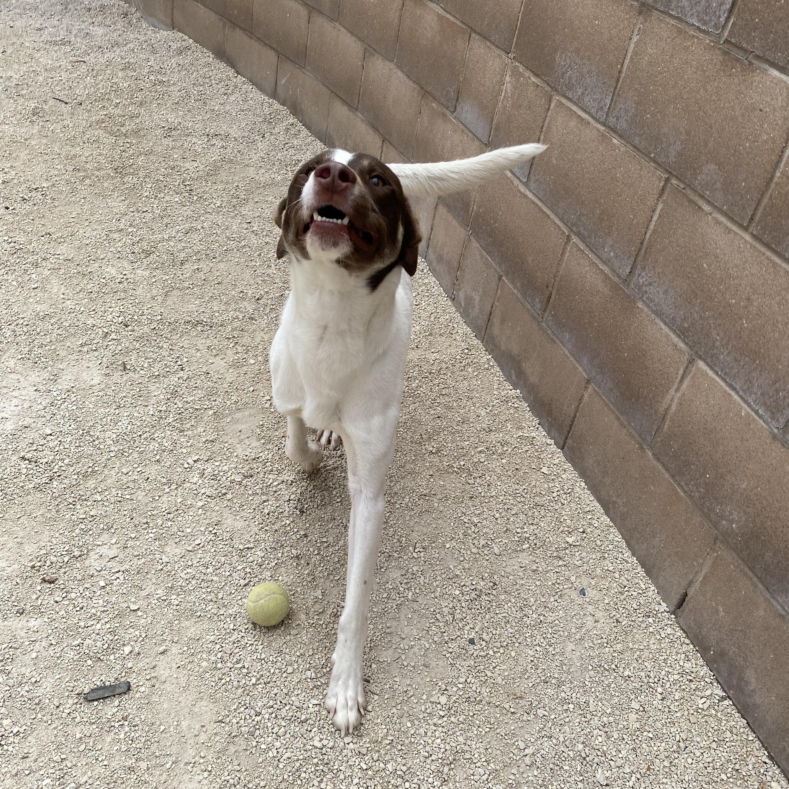 Enlarge Milo, an adopted mixed breed in Winnipeg, MB image 2/3