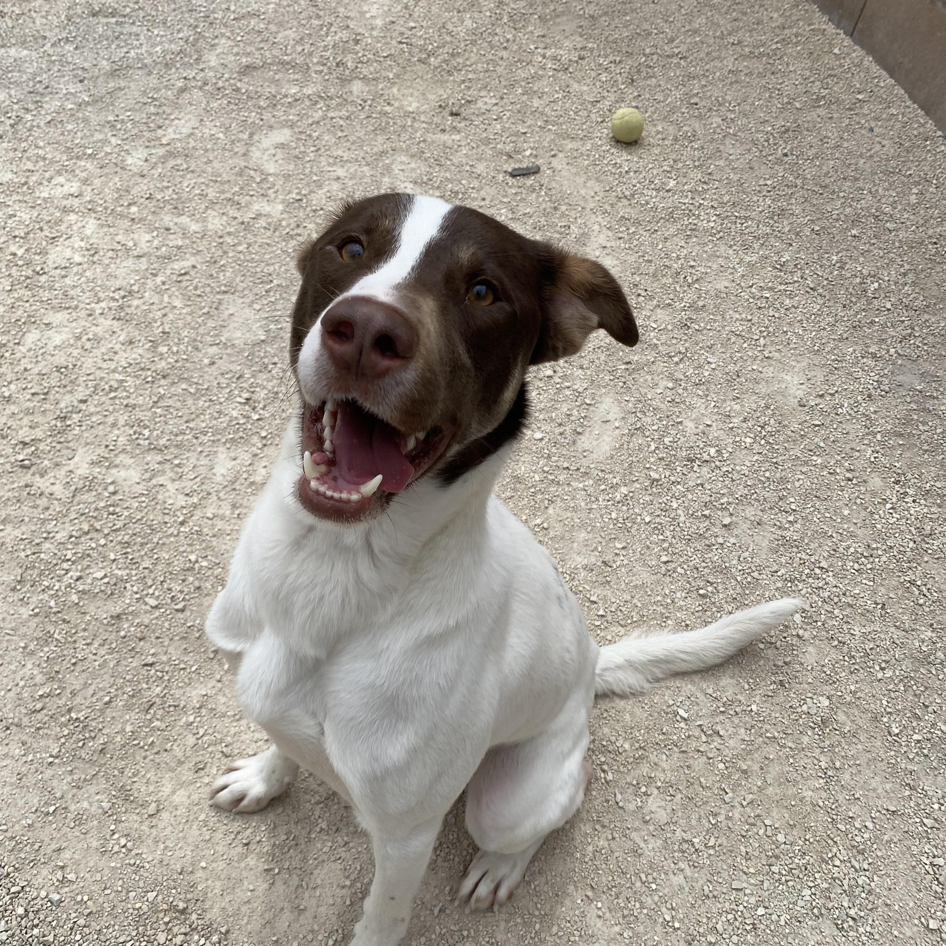 Milo, adopted, Adult Male German Shorthaired Pointer.