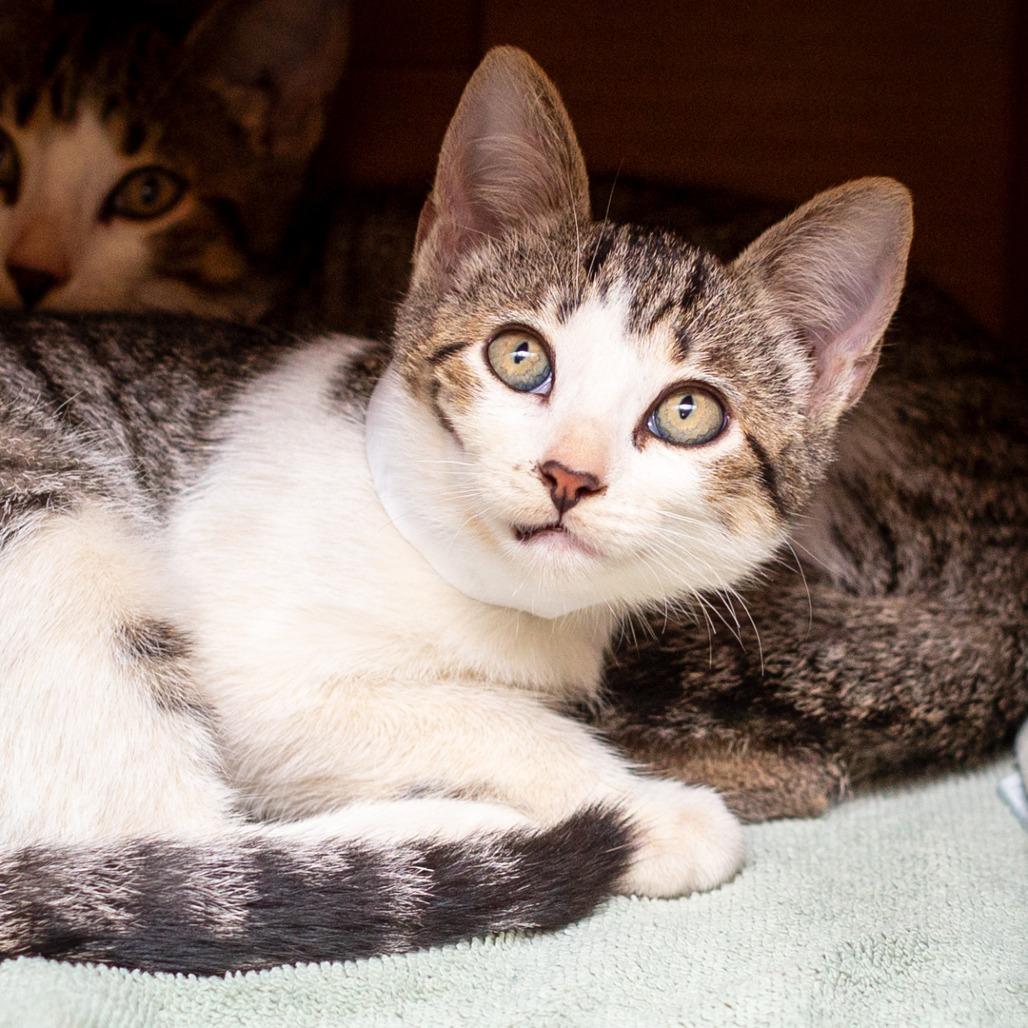 Nellie, Adoptable, Kitten Female Domestic Short Hair & Domestic Short Hair.