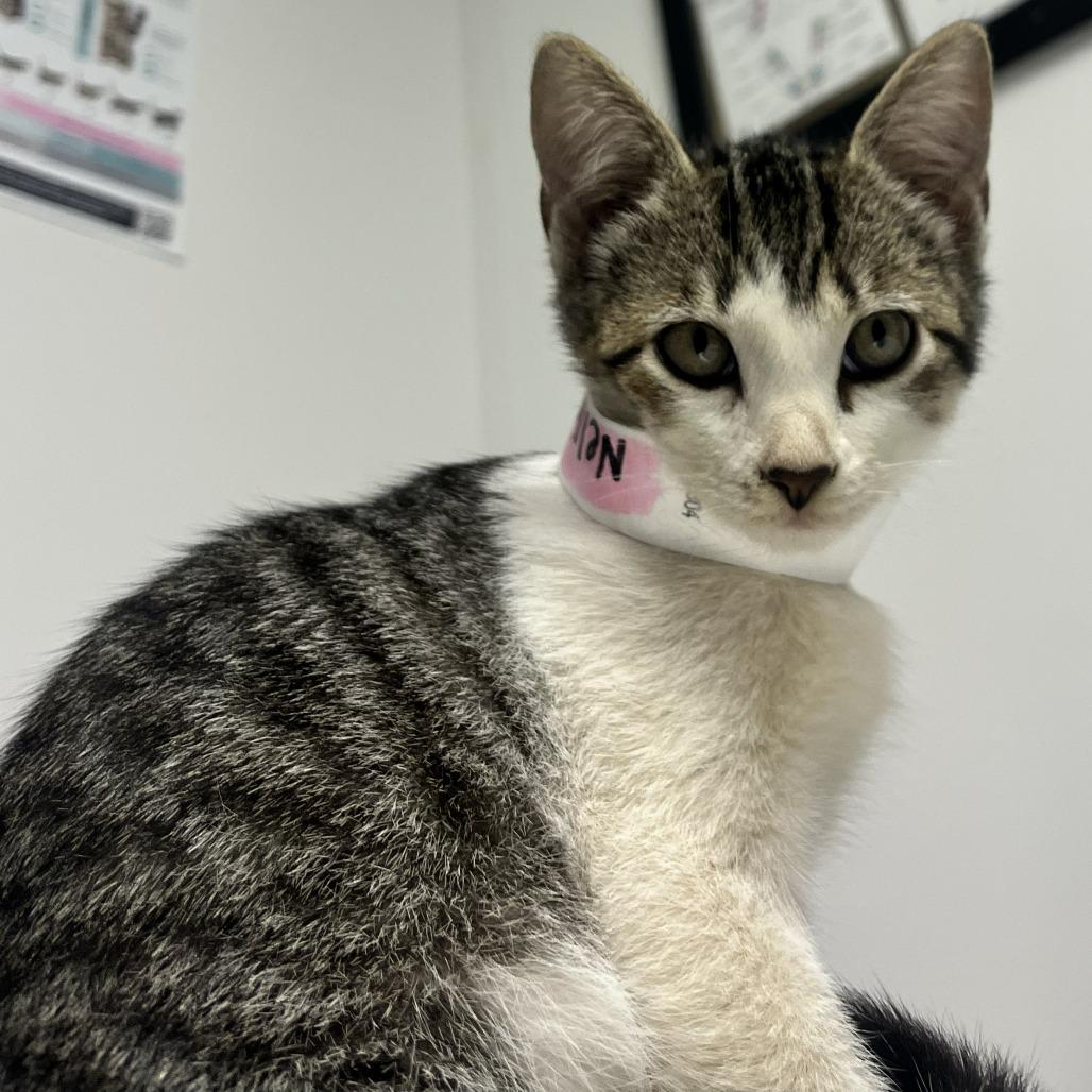 Enlarge Nellie, a Adoptable mixed breed in Hattiesburg, MS image 2/2