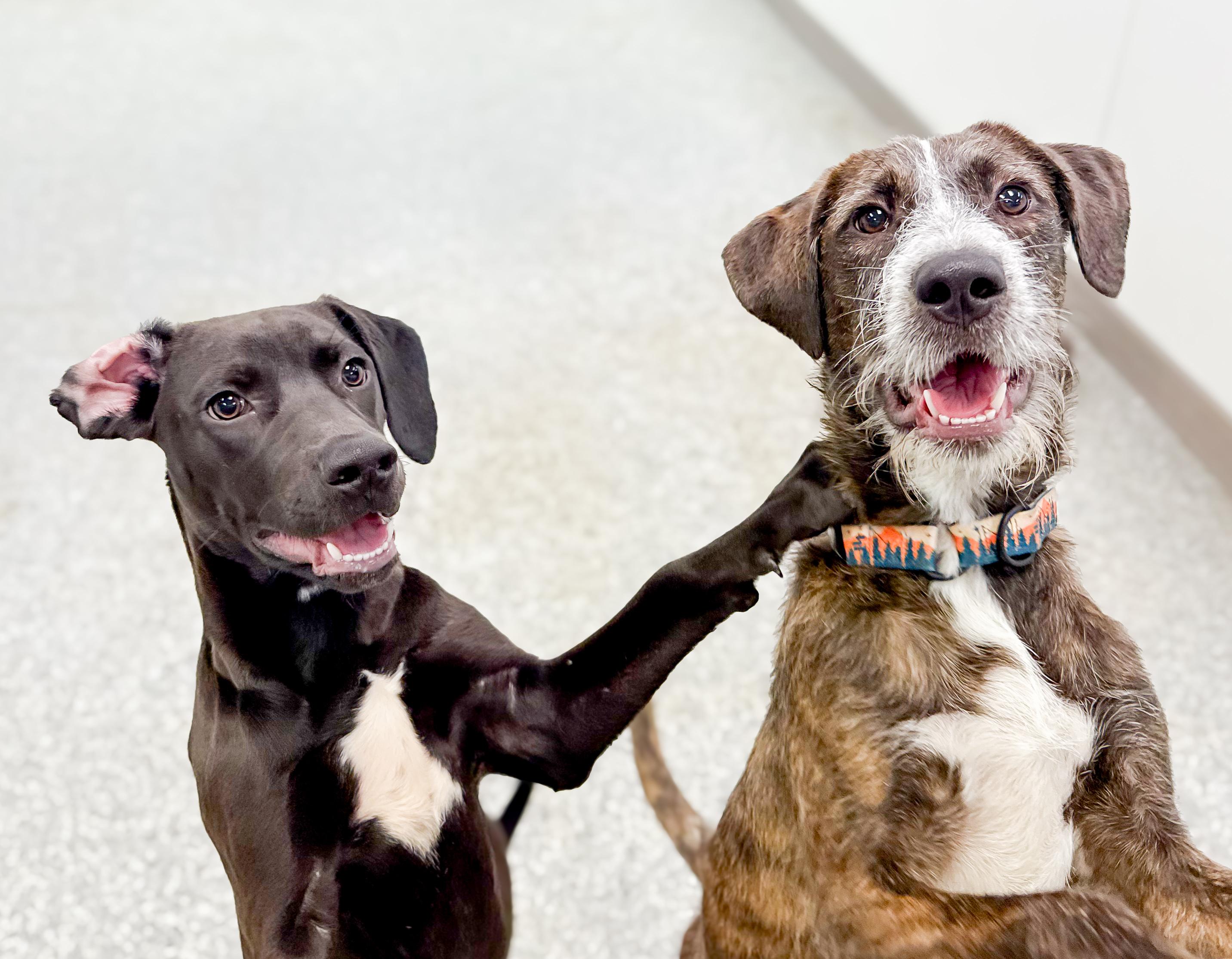 Bre in NH!  Come Meet our Adoptable Dogs Wednesday-Saturday. More info in Bio!