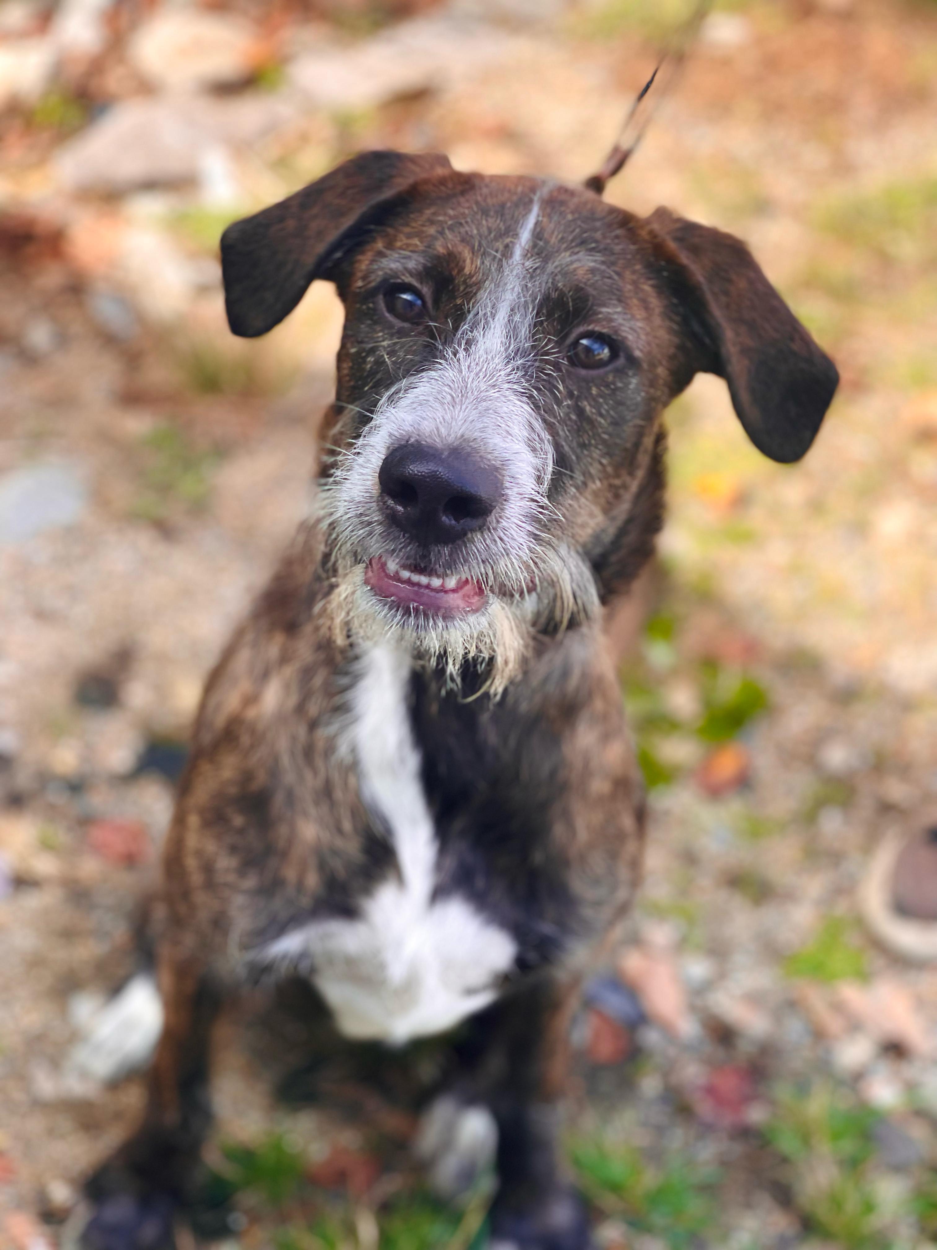 Bre in NH!  Come Meet our Adoptable Dogs Wednesday-Saturday. More info in Bio!