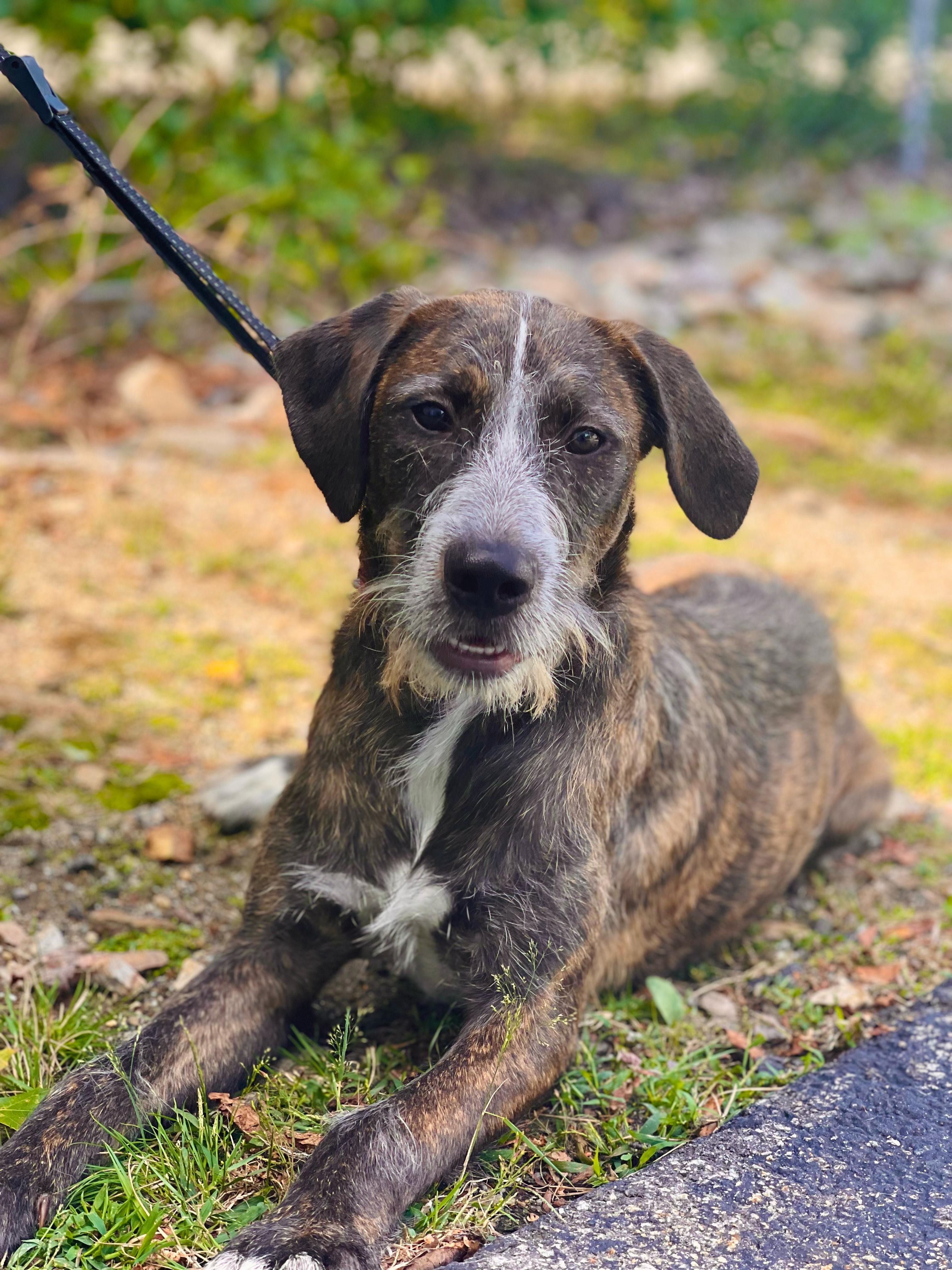 Bre in NH!  Come Meet our Adoptable Dogs Wednesday-Saturday. More info in Bio!