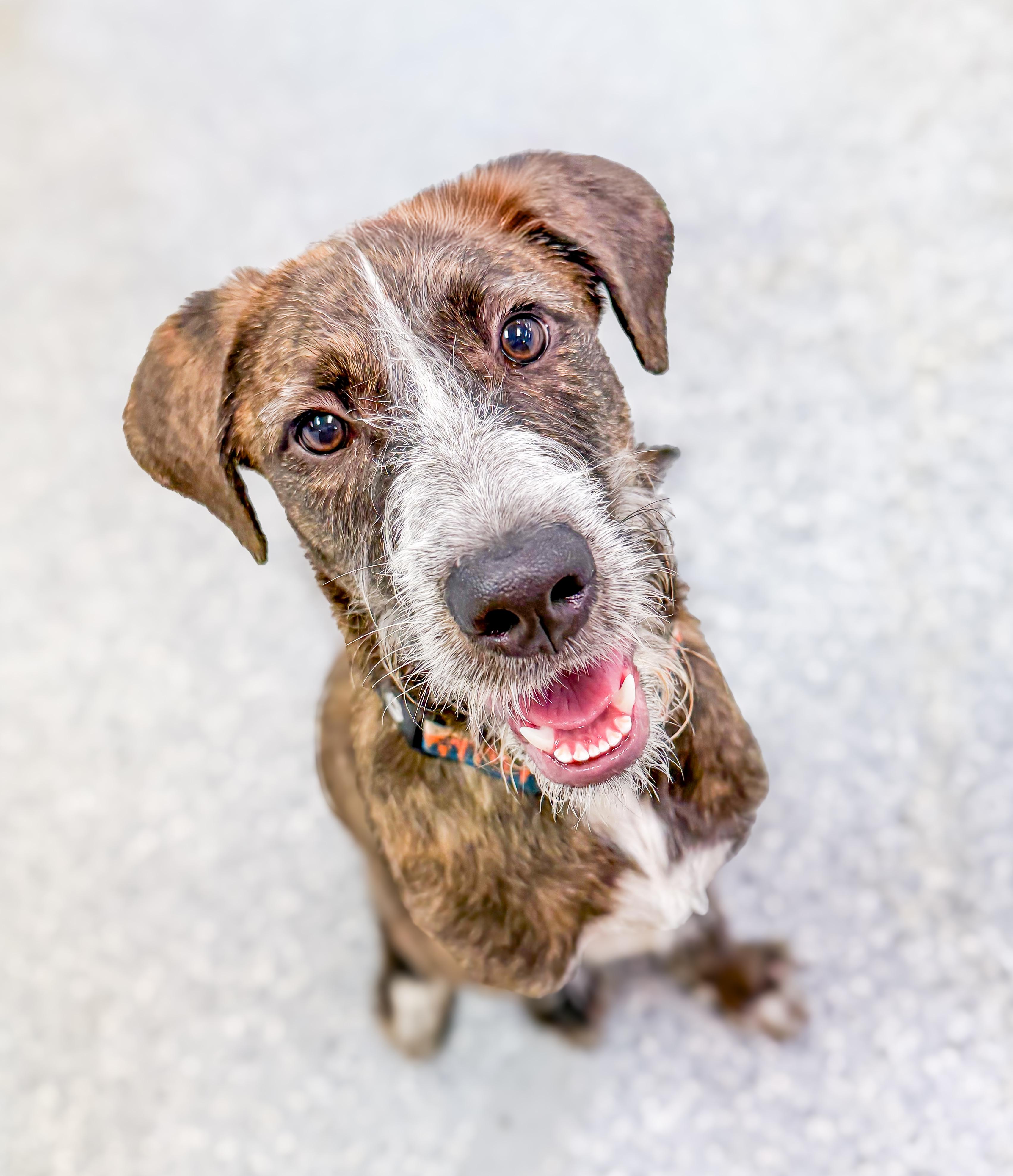 Bre in NH!  Come Meet our Adoptable Dogs Wednesday-Saturday. More info in Bio!