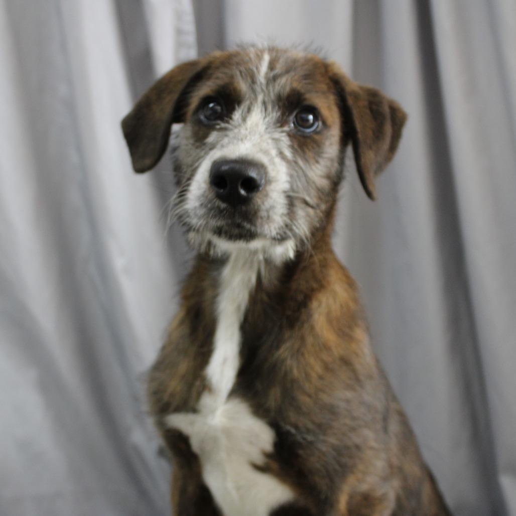 Bre in NH!  Come Meet our Adoptable Dogs Wednesday-Saturday. More info in Bio!