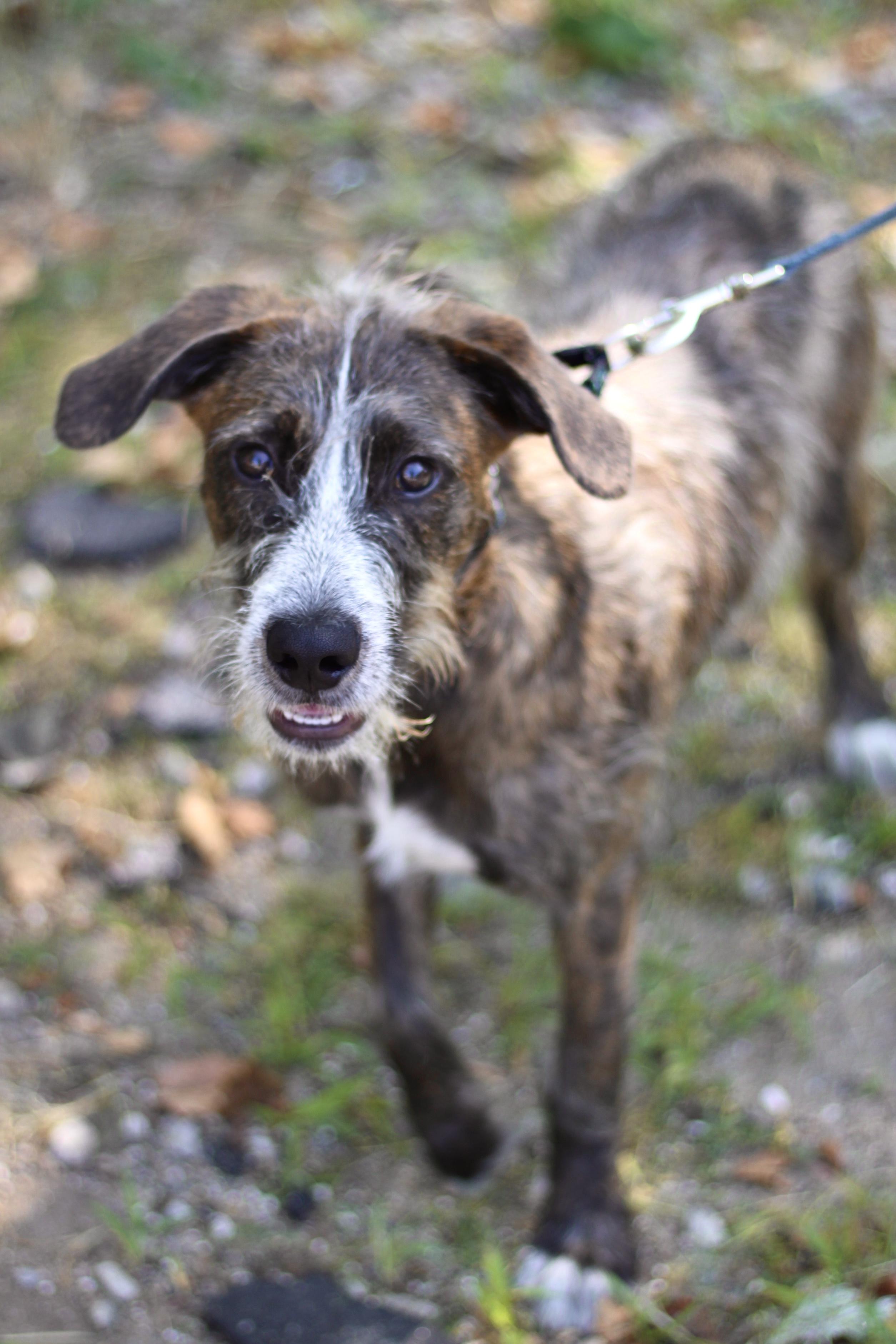 Bre in NH!  Come Meet our Adoptable Dogs Wednesday-Saturday. More info in Bio!