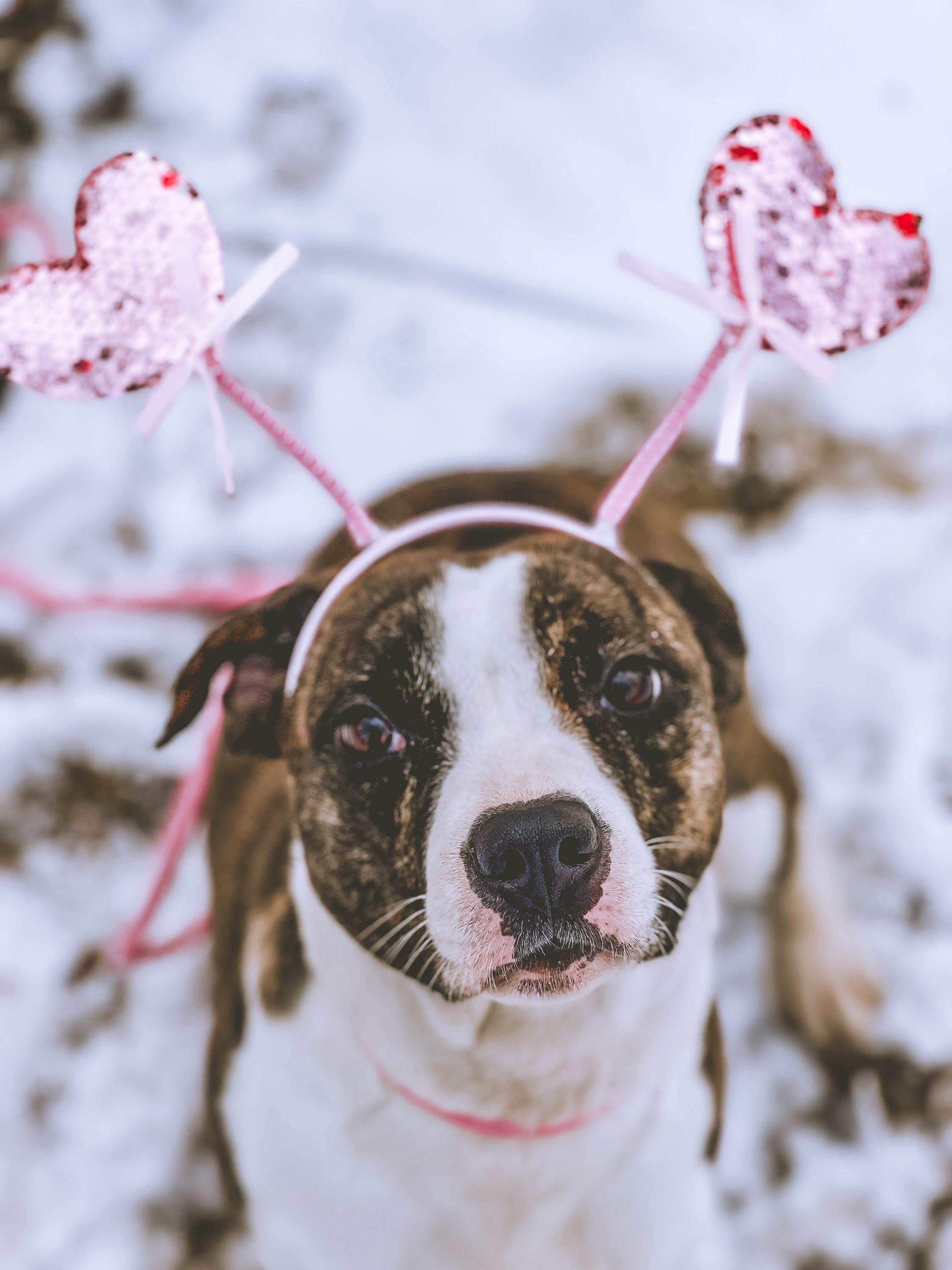Enlarge Nessarose, a Adoptable mixed breed in Oswego, IL image 4/6