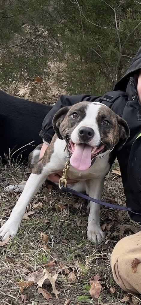 Nessarose, Adoptable, Young Female Beagle & Terrier.