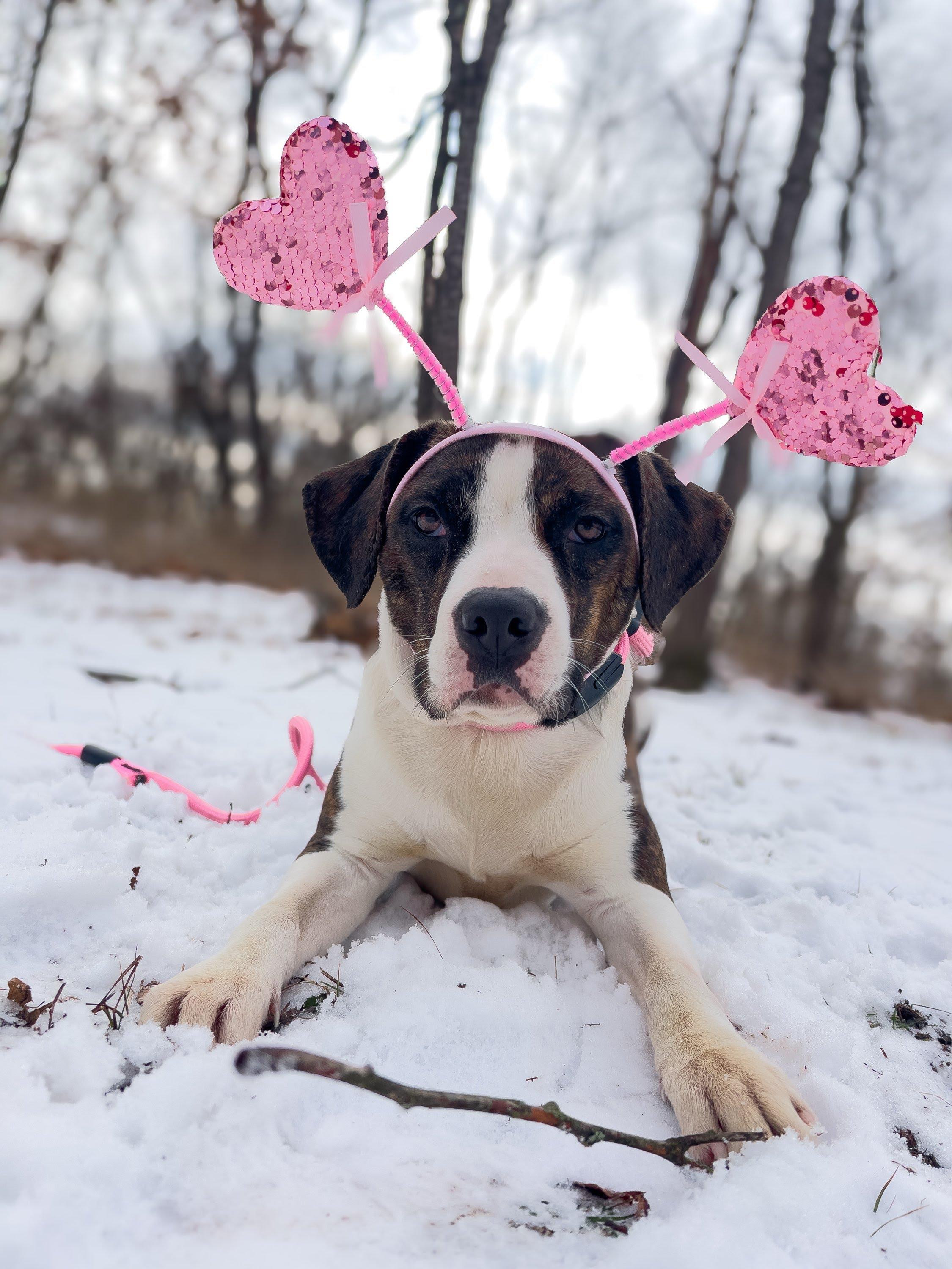 Nessarose, Adoptable, Young Female Beagle & Terrier.