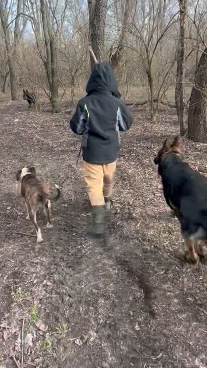 Enlarge Nessarose, a Adoptable mixed breed in Oswego, IL video 4/6