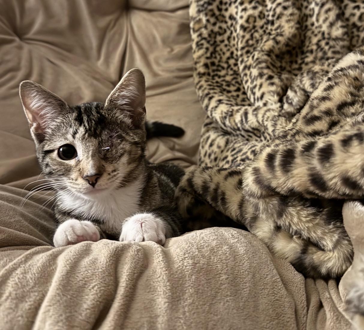 Enlarge Biscuit, a Adoptable Domestic Short Hair in Nutley, NJ image 1/5