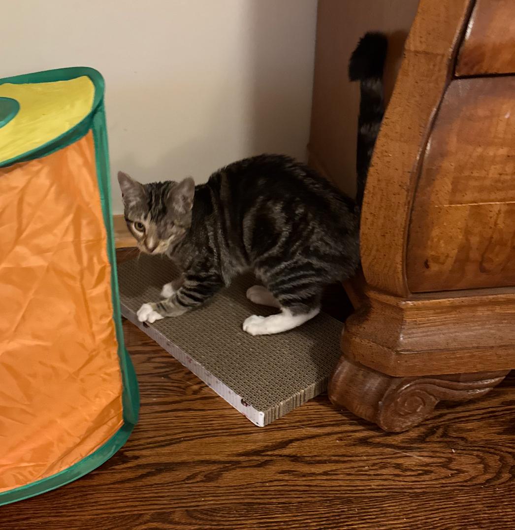 Enlarge Biscuit, a Adoptable Domestic Short Hair in Nutley, NJ image 2/5