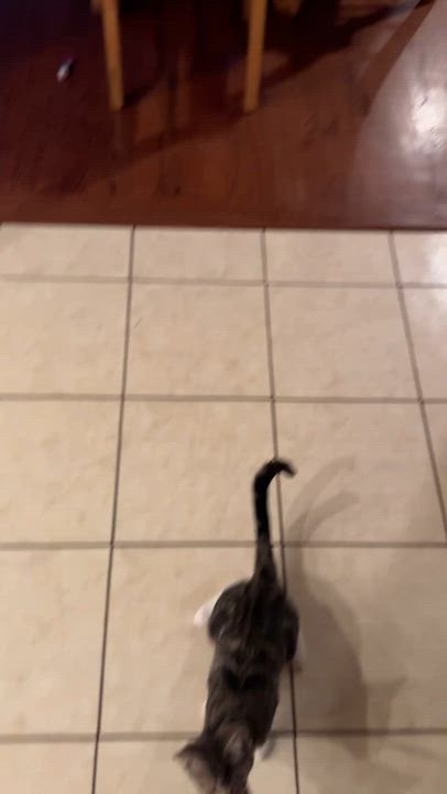 Enlarge Biscuit, a Adoptable Domestic Short Hair in Nutley, NJ video 5/5