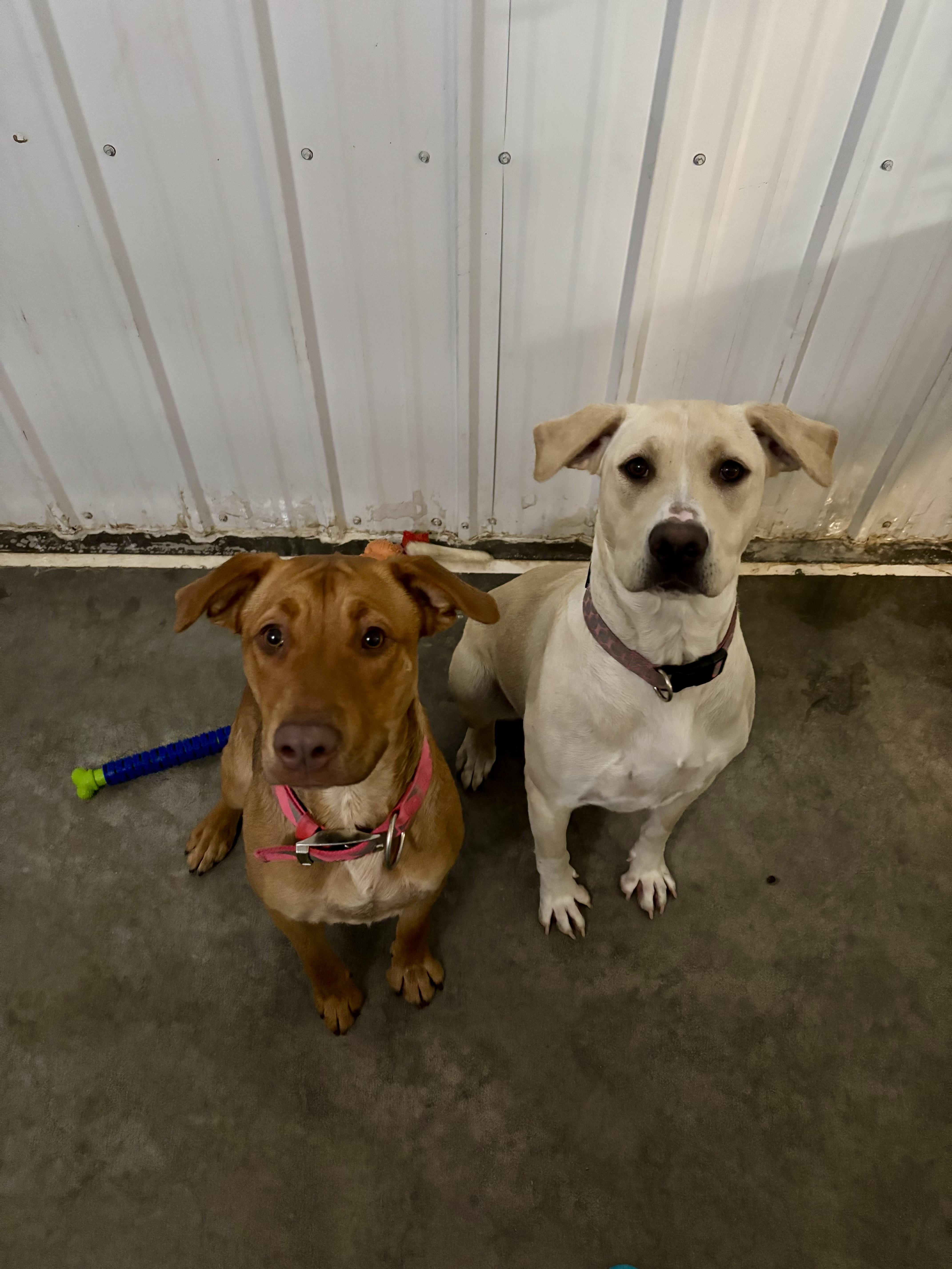 Enlarge Tinsel , a ADOPTABLE mixed breed in Jamestown, ND image 2/3