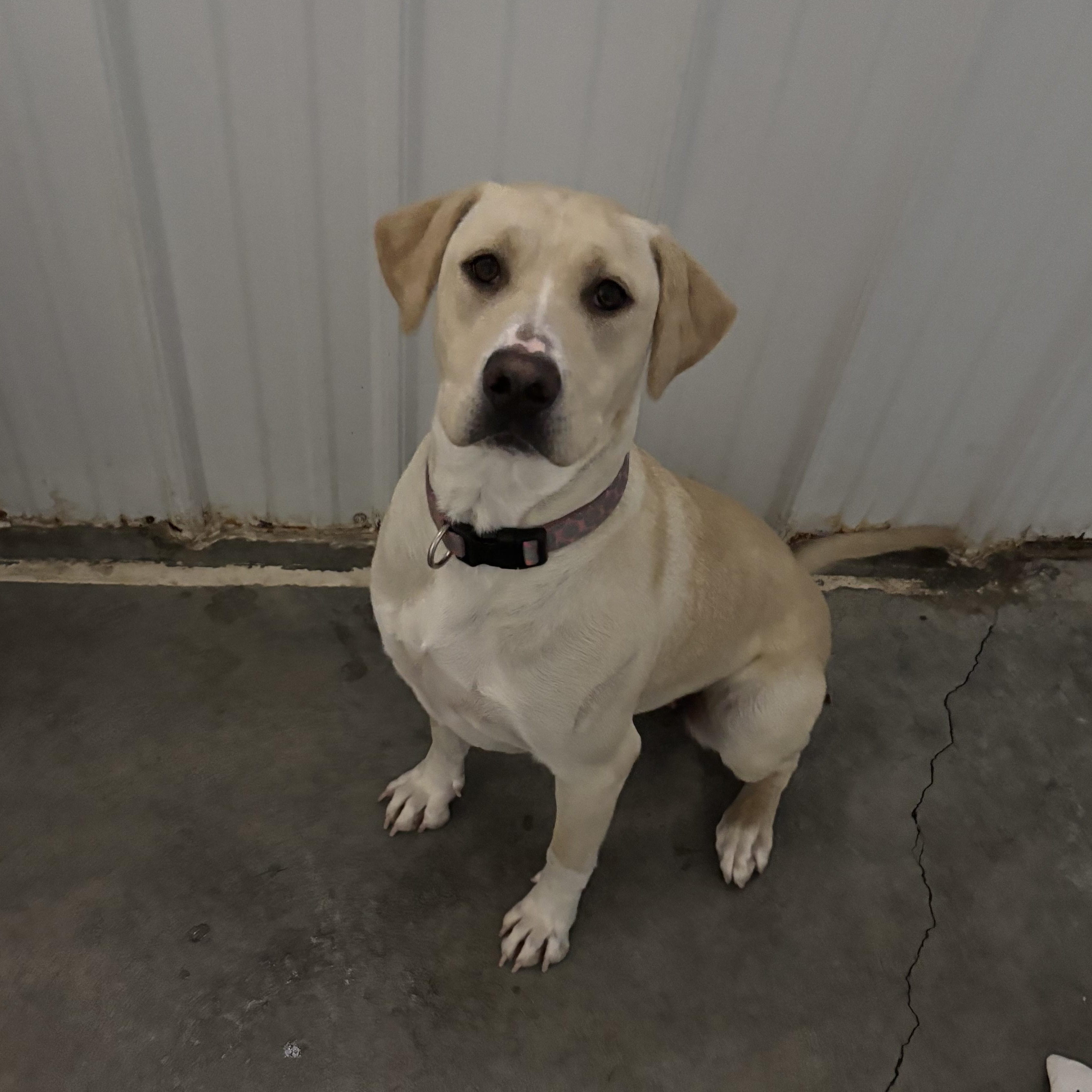 Enlarge Tinsel , a ADOPTABLE mixed breed in Jamestown, ND image 3/3