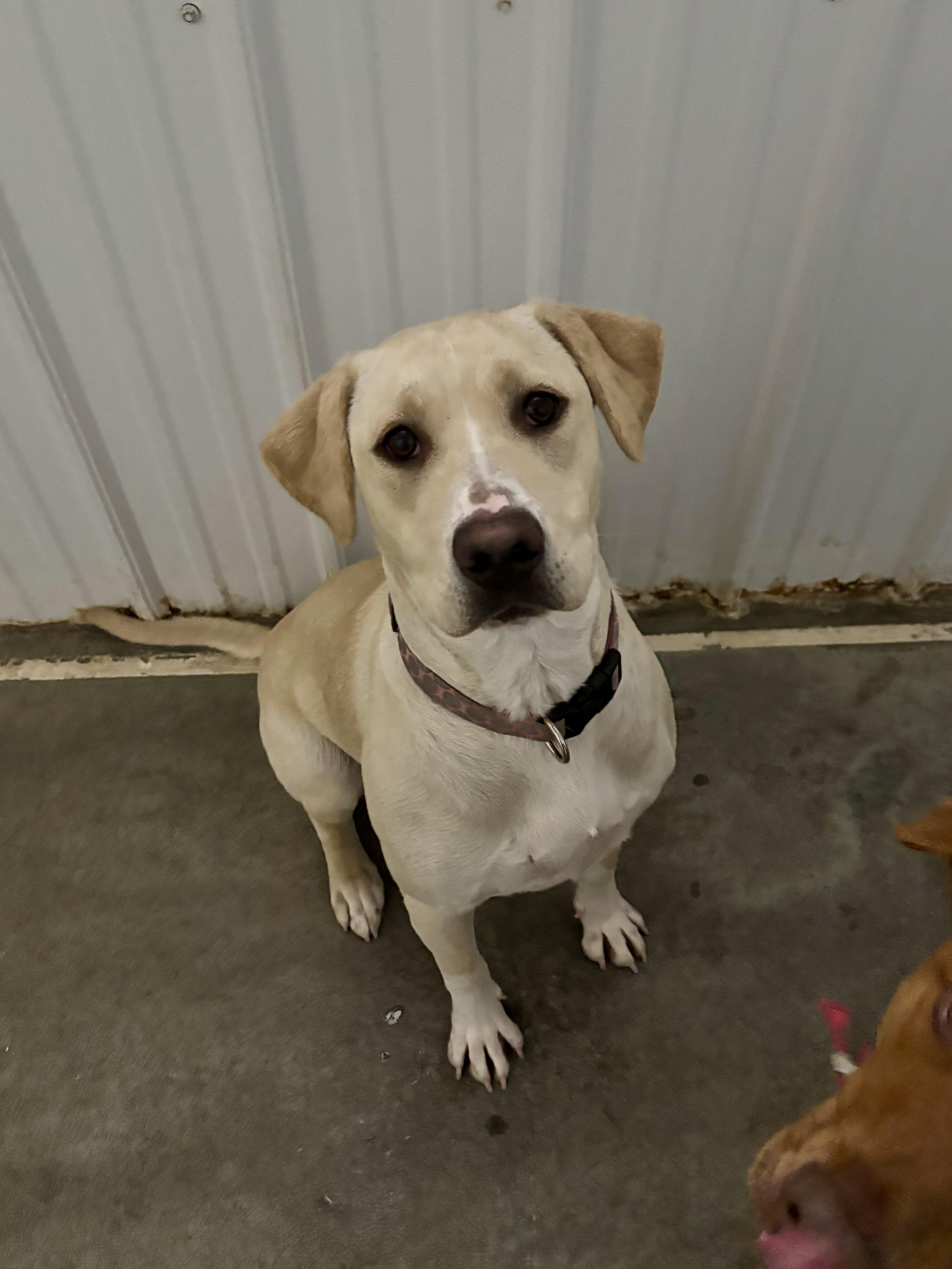 Enlarge Tinsel , a ADOPTABLE mixed breed in Jamestown, ND image 1/3