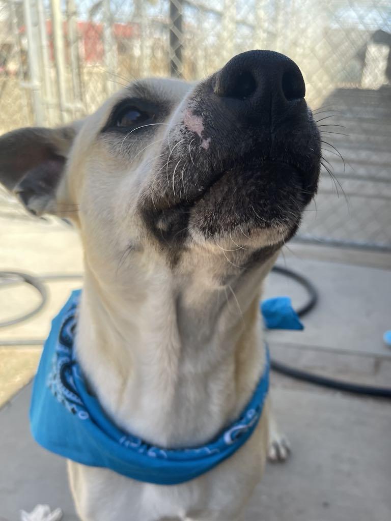 Kevin, Adoptable, Young Male Labrador Retriever.