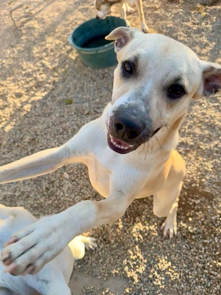 Enlarge Kevin, a Adoptable mixed breed in Agua Dulce, CA image 2/6