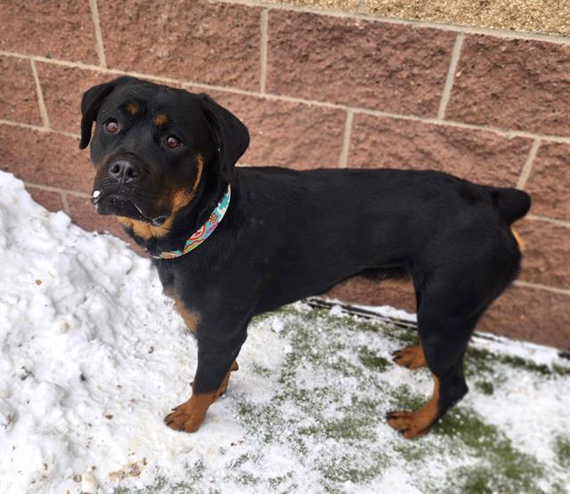 Enlarge LEXI, a Adoptable Rottweiler in Minneapolis, MN image 1/1