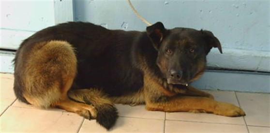 HUNTER, Adoptable, Adult Male German Shepherd Dog.