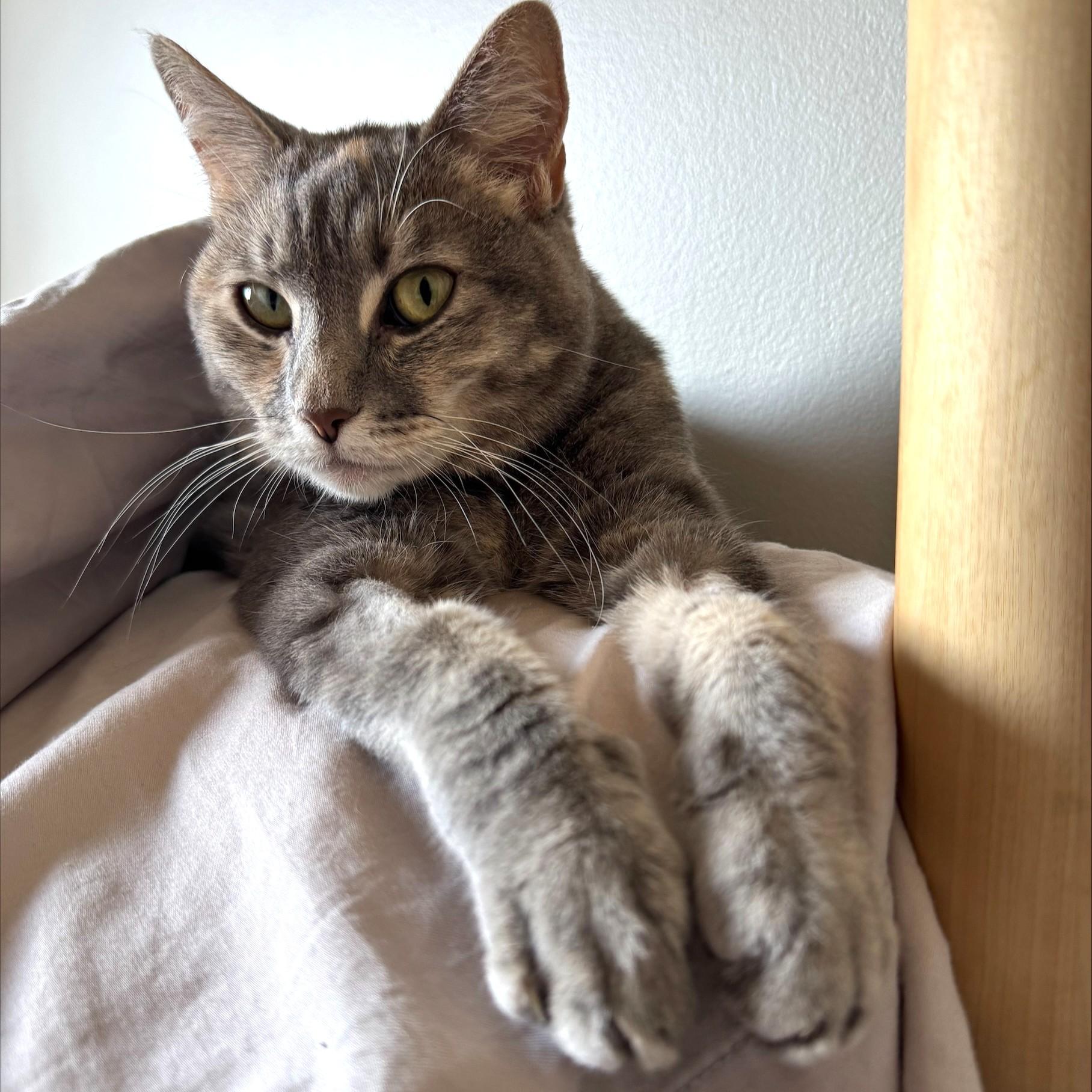 Lona, Adoptable, Adult Female Domestic Short Hair.