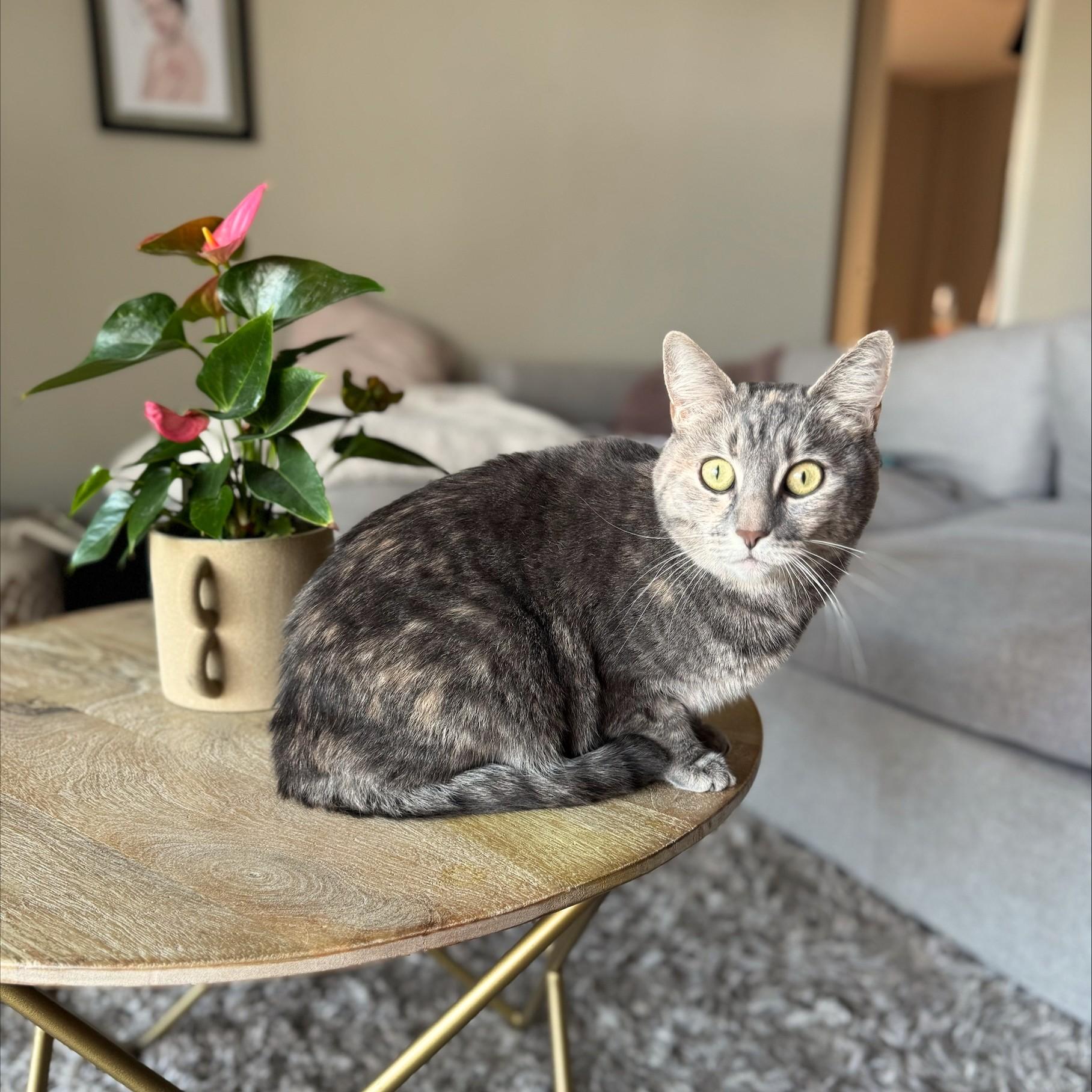 Lona, a Adoptable Domestic Short Hair in Calgary, AB image 2/3