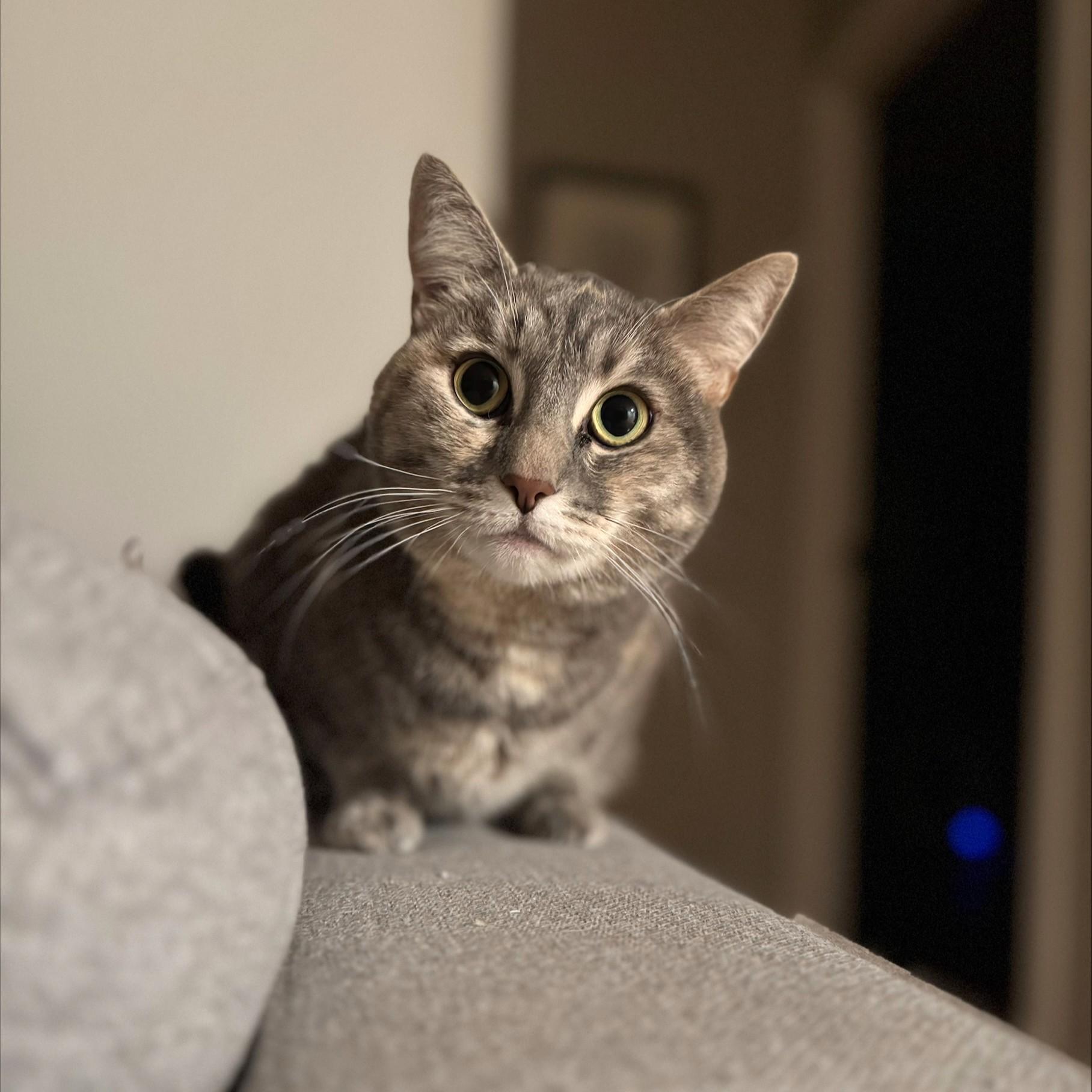 Lona, a Adoptable Domestic Short Hair in Calgary, AB image 3/3