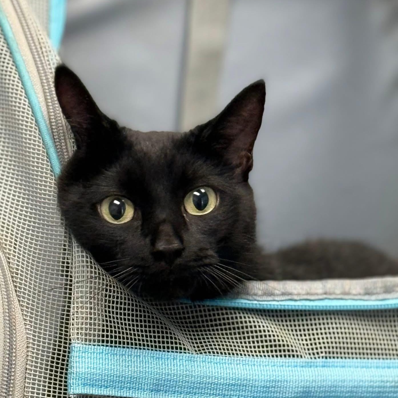 Tokyo $99 ADOPTION FEE, a Adoptable Domestic Short Hair in Scarborough, ON image 2/6