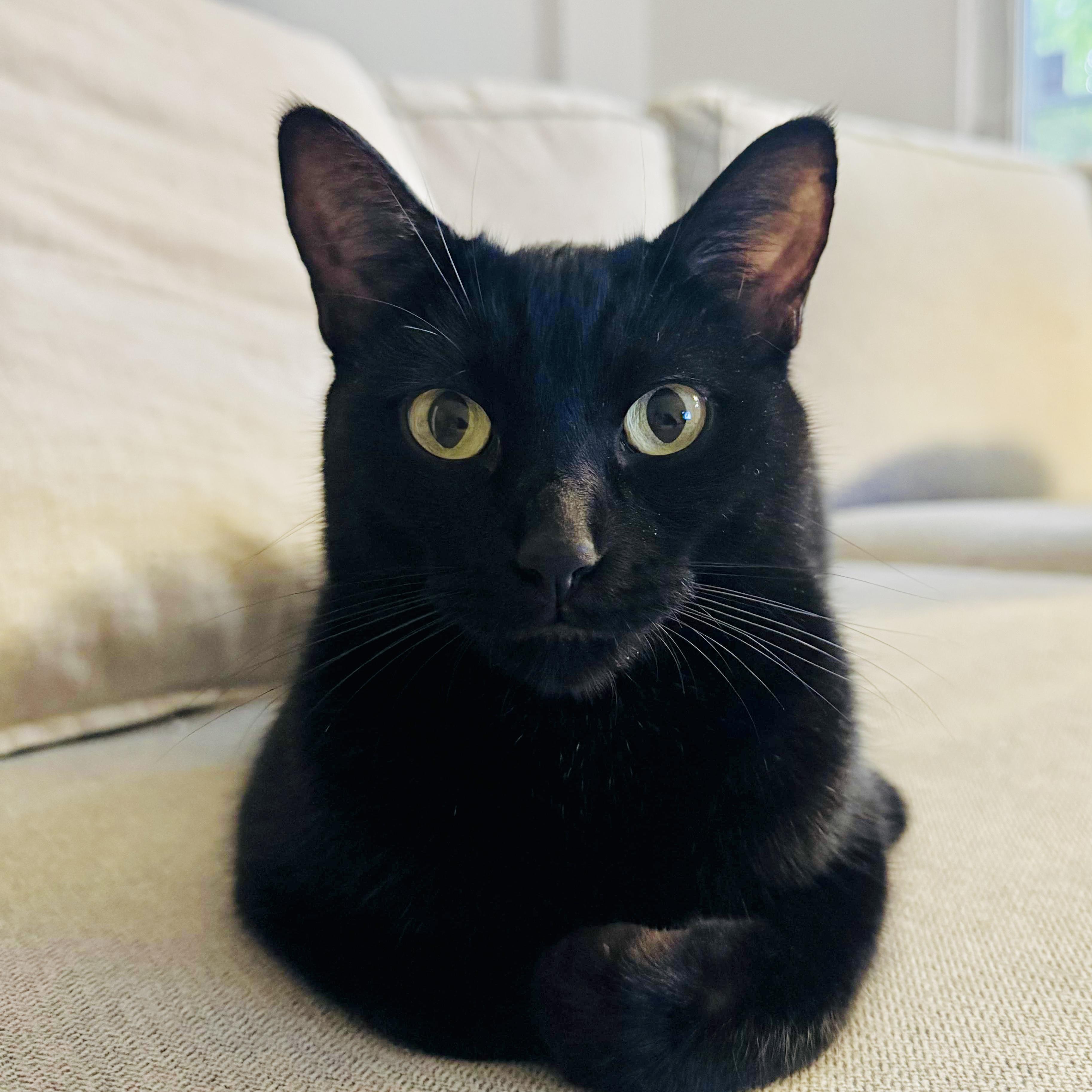 Tokyo $99 ADOPTION FEE, Adoptable, Adult Female Domestic Short Hair.