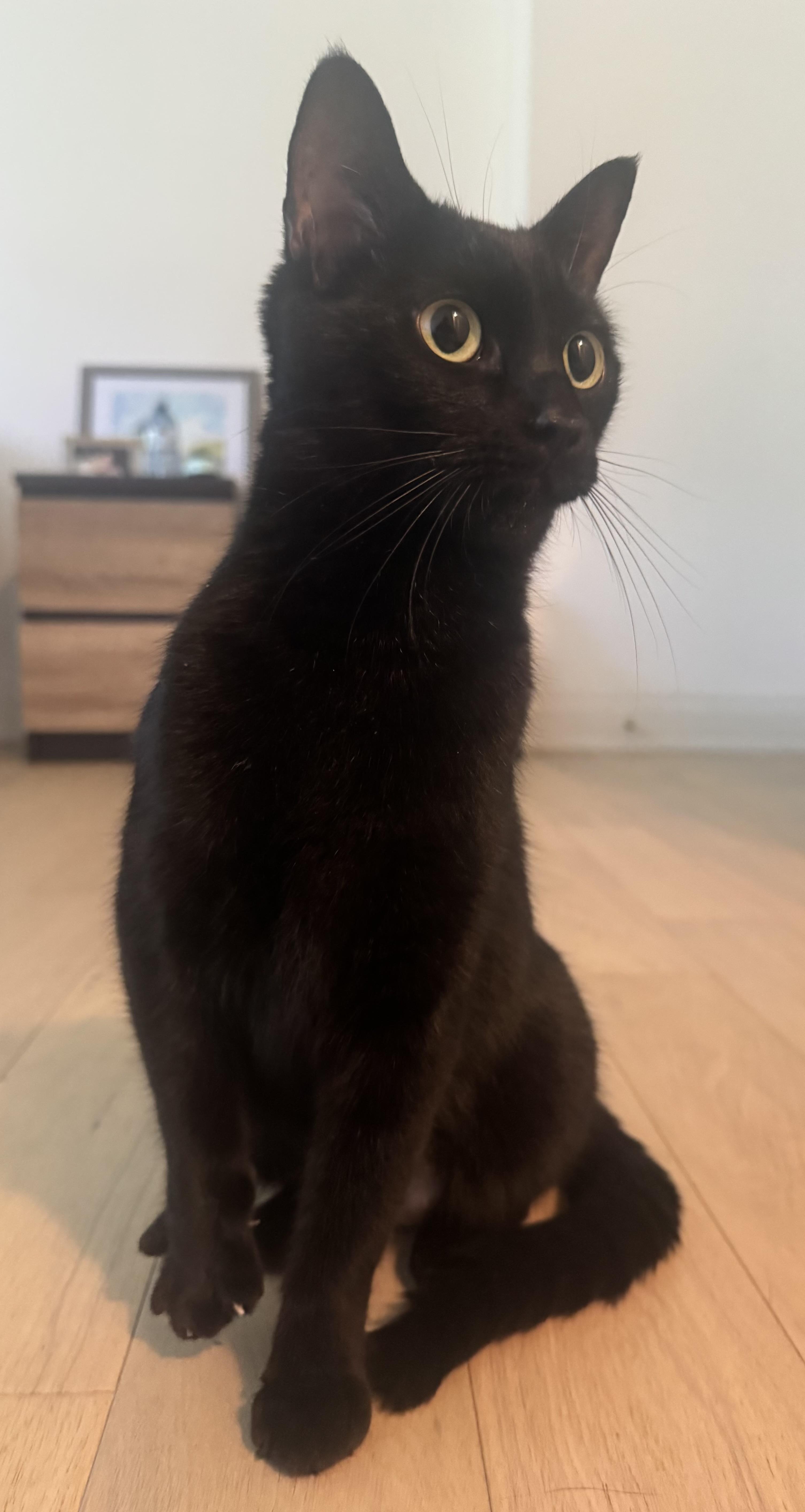 Tokyo $99 ADOPTION FEE