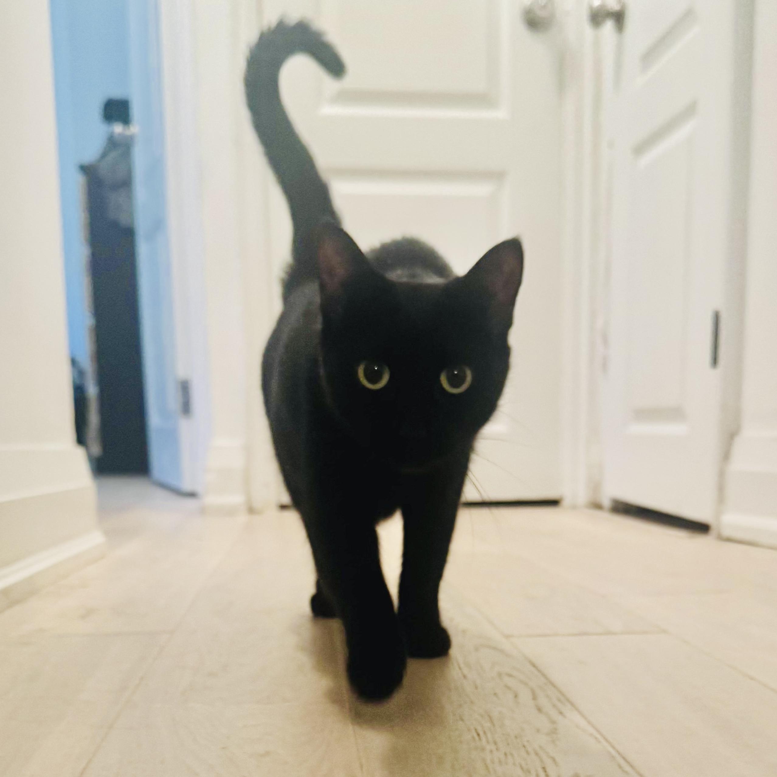 Tokyo $99 ADOPTION FEE, a Adoptable Domestic Short Hair in Scarborough, ON image 5/6