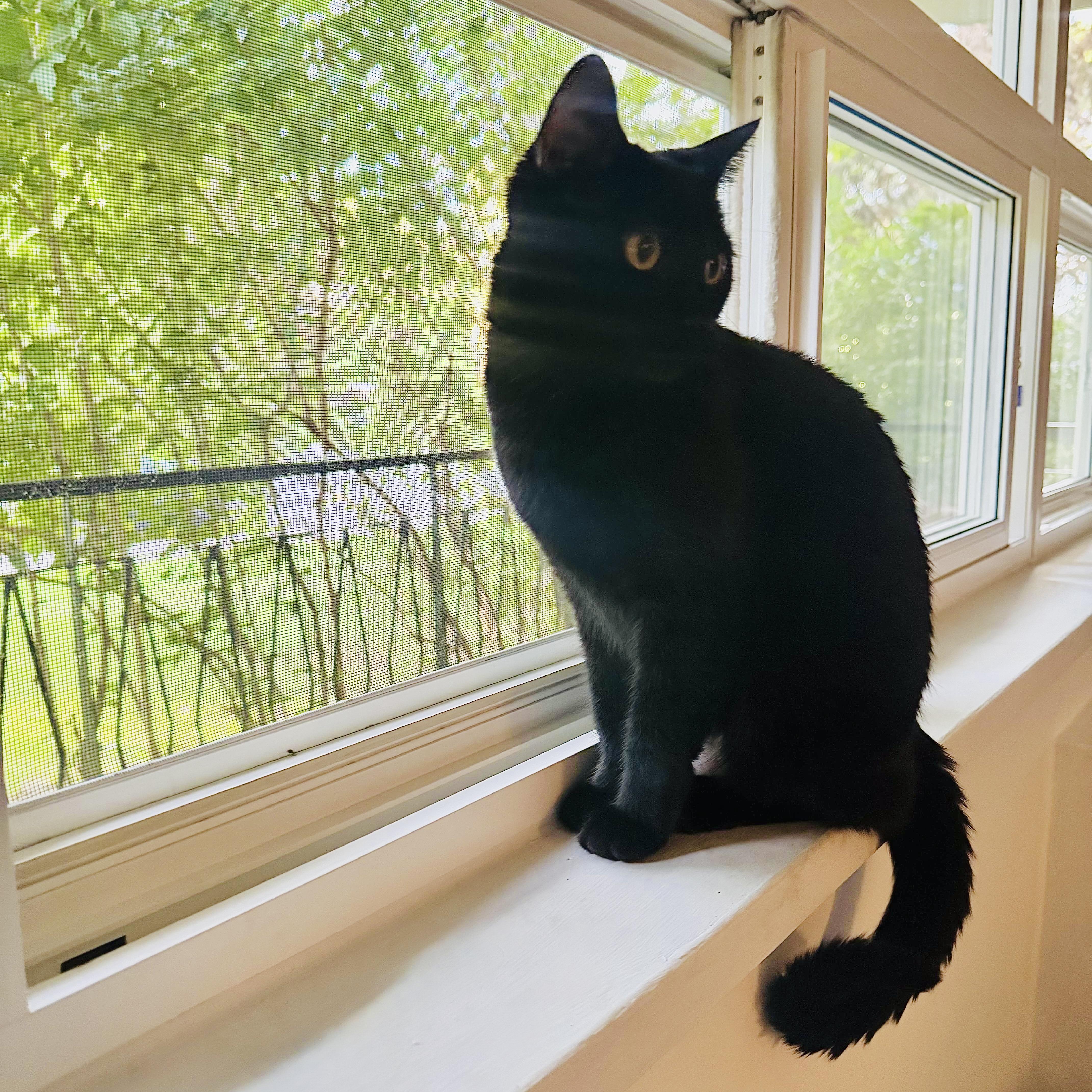 Tokyo $99 ADOPTION FEE, a Adoptable Domestic Short Hair in Scarborough, ON image 4/6