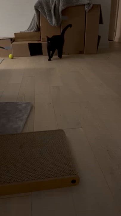 Enlarge Tokyo $99 ADOPTION FEE, a Adoptable Domestic Short Hair in Scarborough, ON video 6/6