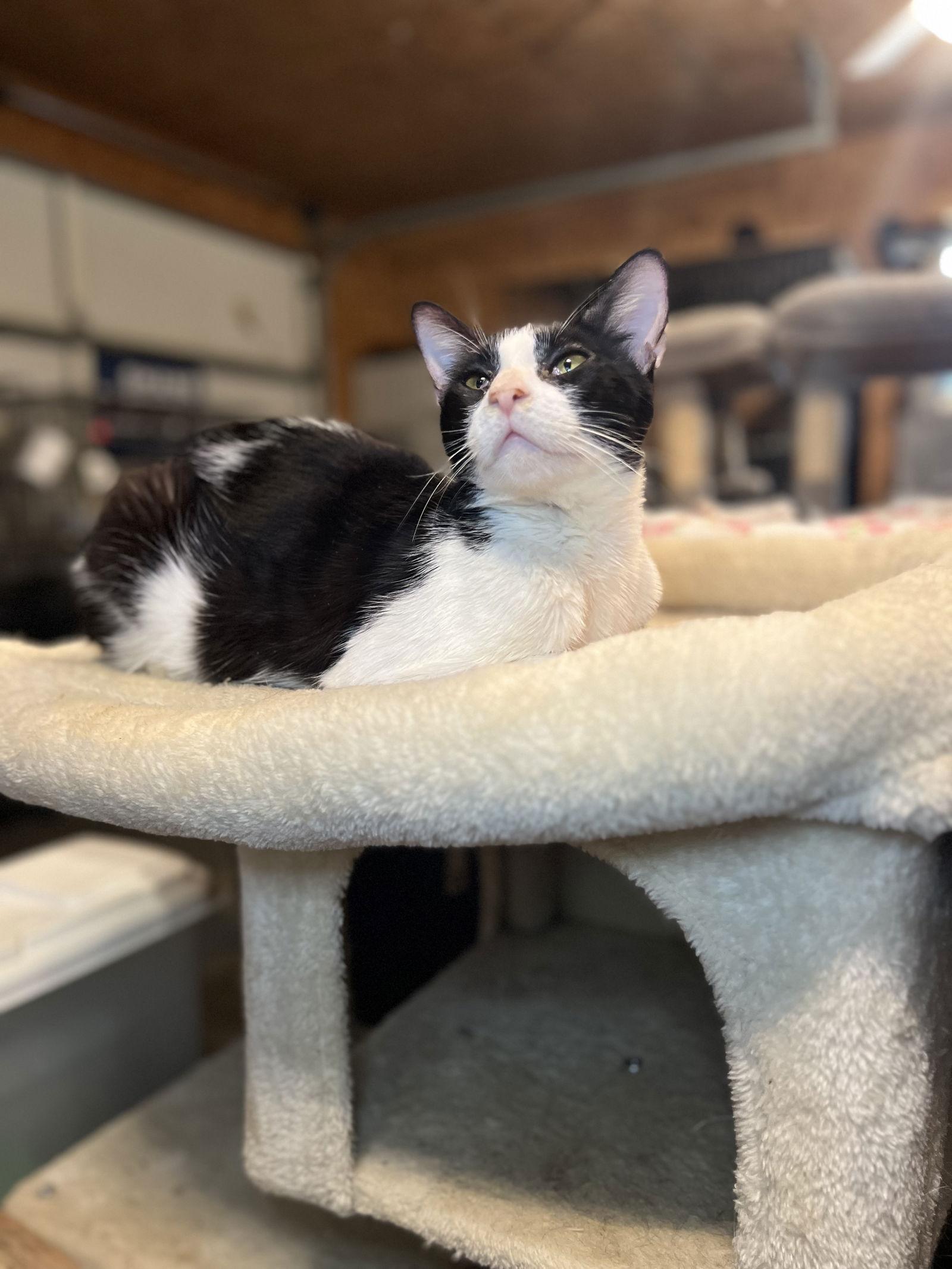 Enlarge Nathaniel, a Adoptable Domestic Short Hair in Hammond, LA image 1/2