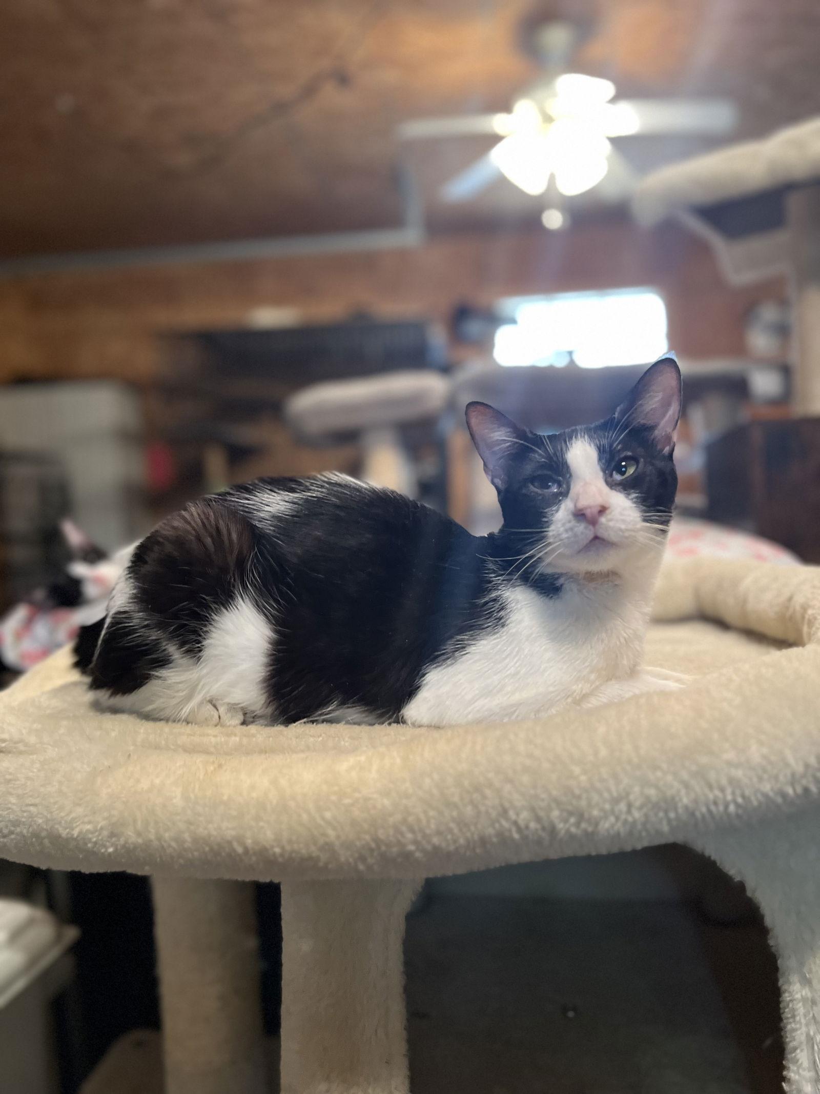 Enlarge Nathaniel, a Adoptable Domestic Short Hair in Hammond, LA image 2/2