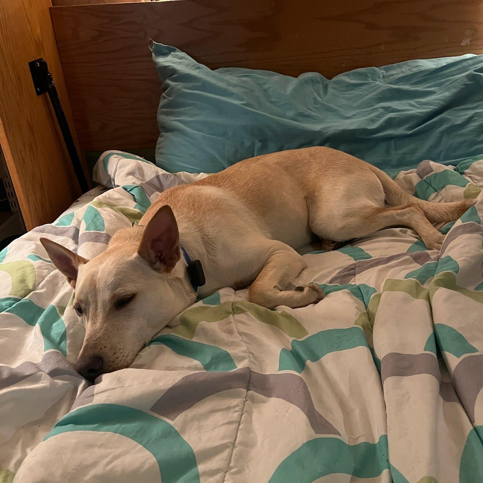 Enlarge Hunter, a Adoptable mixed breed in Hopkinton, MA image 4/6