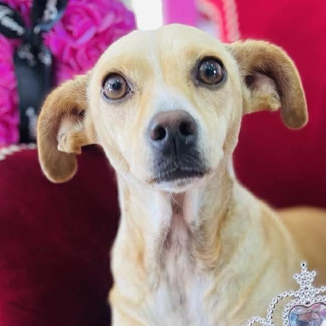 SOPHIE 1 year 11 pounds, ADOPTABLE, Adult Female Chiweenie & Dachshund.