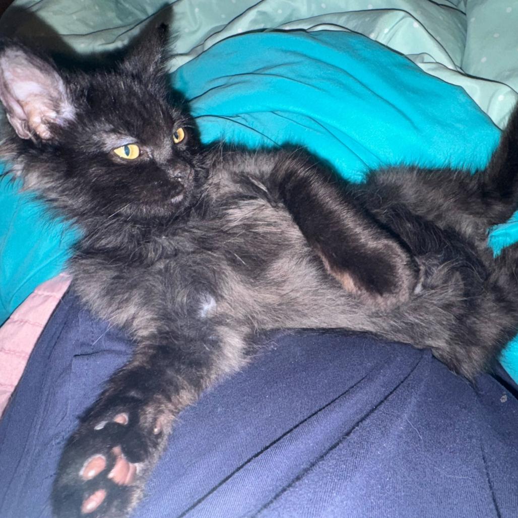 Enlarge Bear, a Adoptable mixed breed in Escondido, CA image 1/6