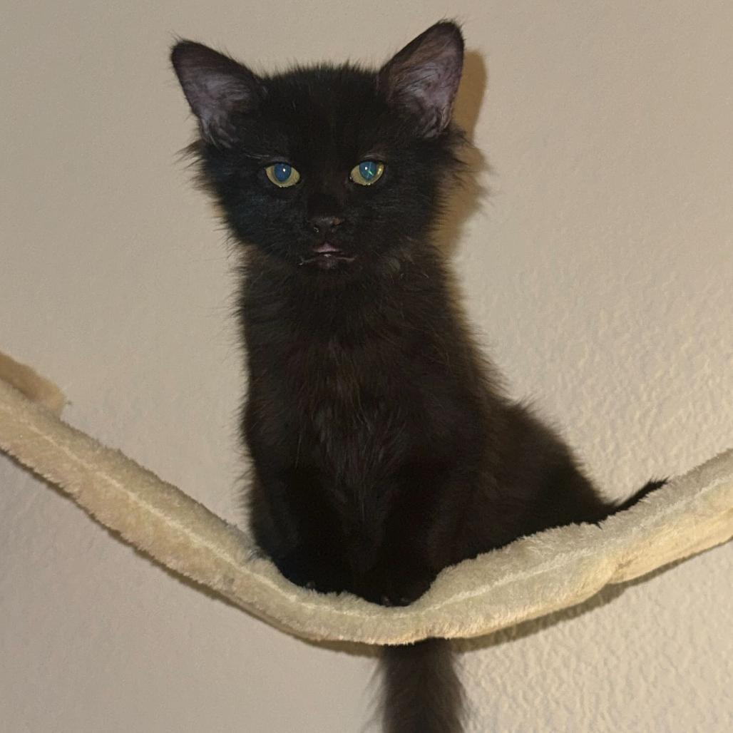 Enlarge Bear, a Adoptable mixed breed in Escondido, CA image 2/6