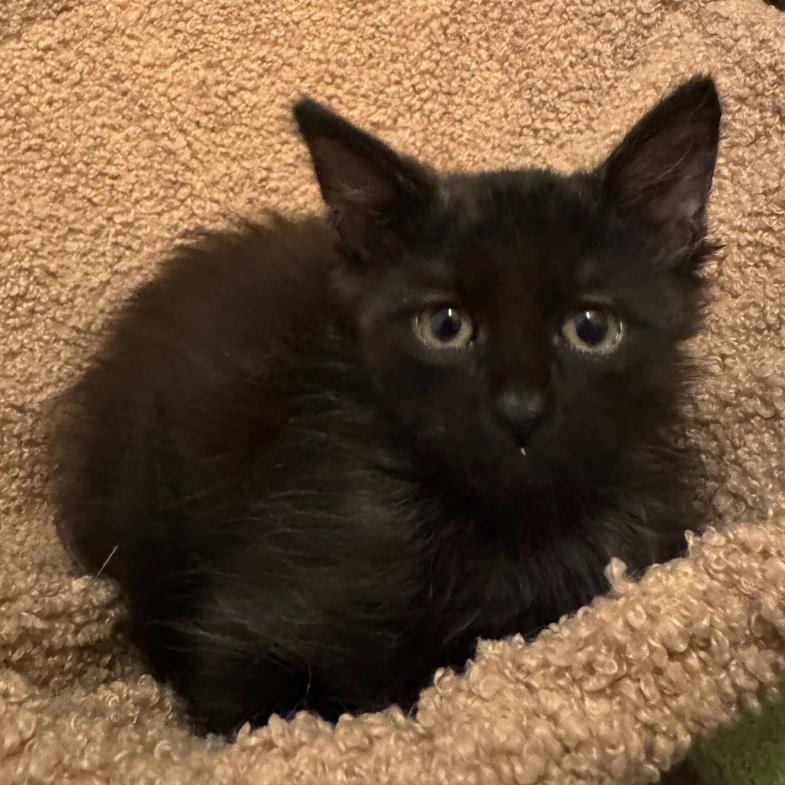 Enlarge Bear, a Adoptable mixed breed in Escondido, CA image 5/6