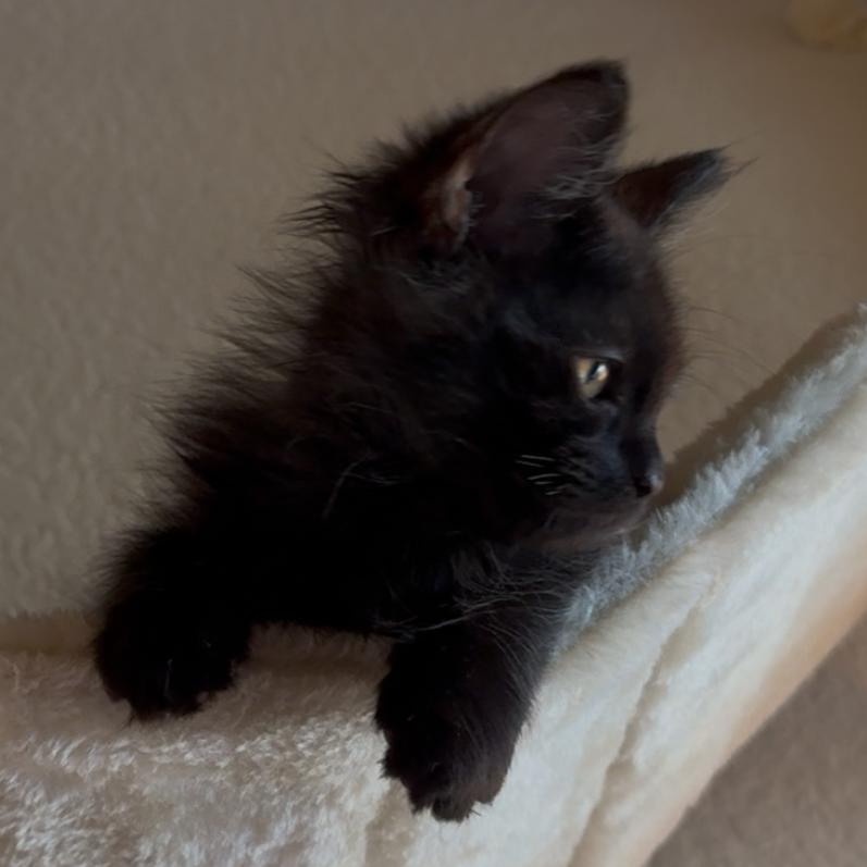 Enlarge Bear, a Adoptable mixed breed in Escondido, CA image 6/6