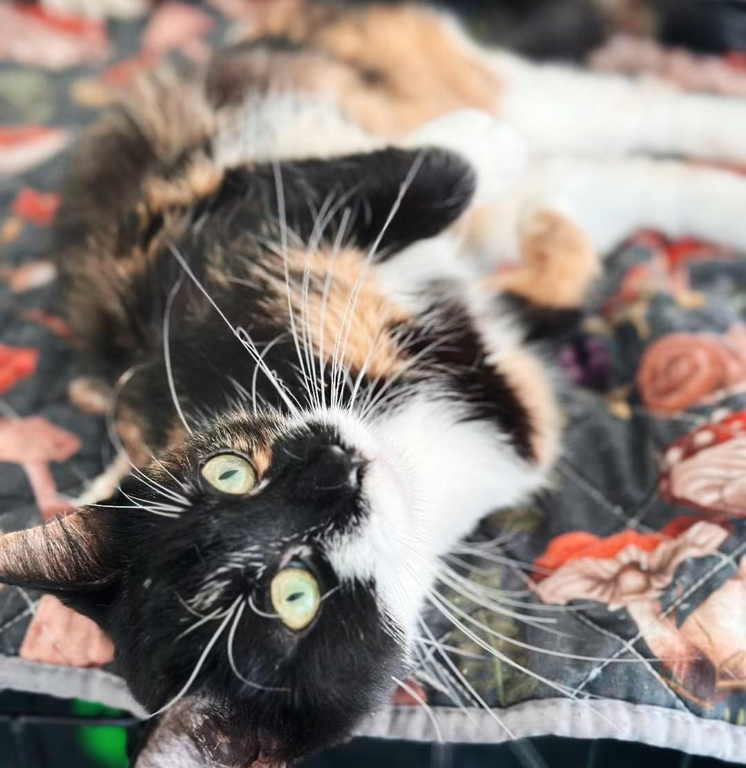 Enlarge Tiger Lily, a ADOPTABLE Calico in Philadelphia, PA image 2/6