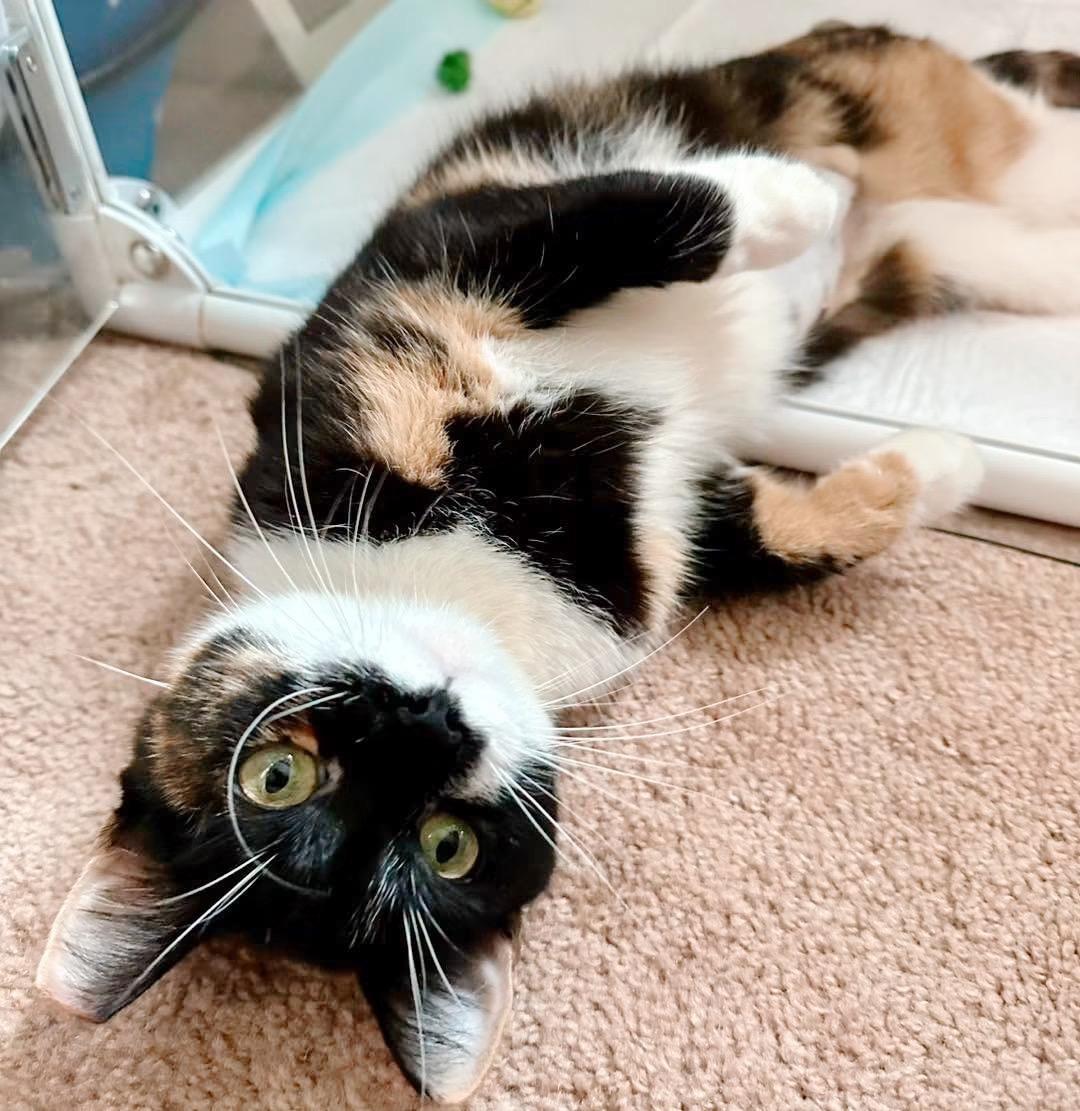 Enlarge Tiger Lily, a ADOPTABLE Calico in Philadelphia, PA image 5/6
