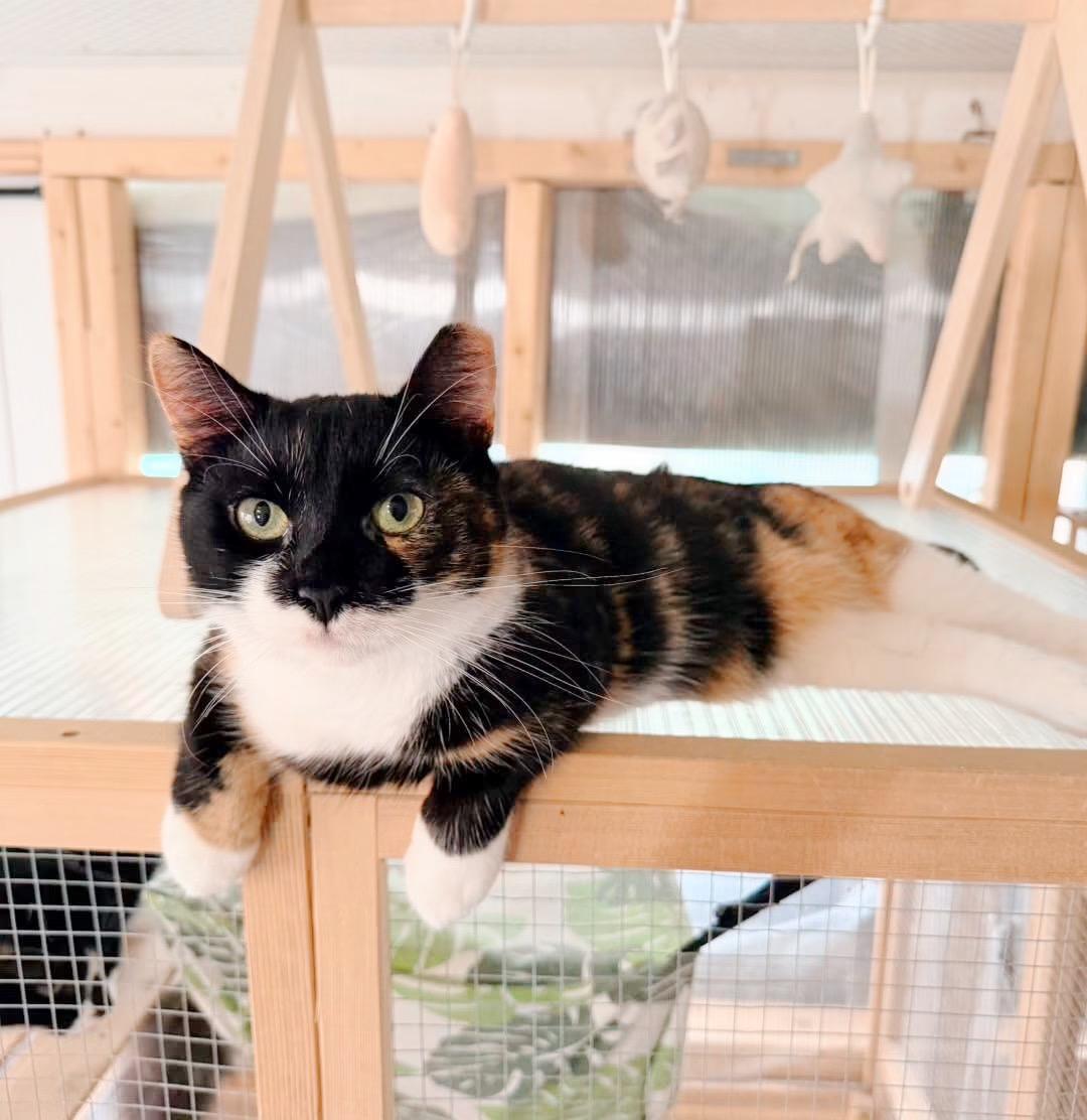 Enlarge Tiger Lily, a ADOPTABLE Calico in Philadelphia, PA image 4/6