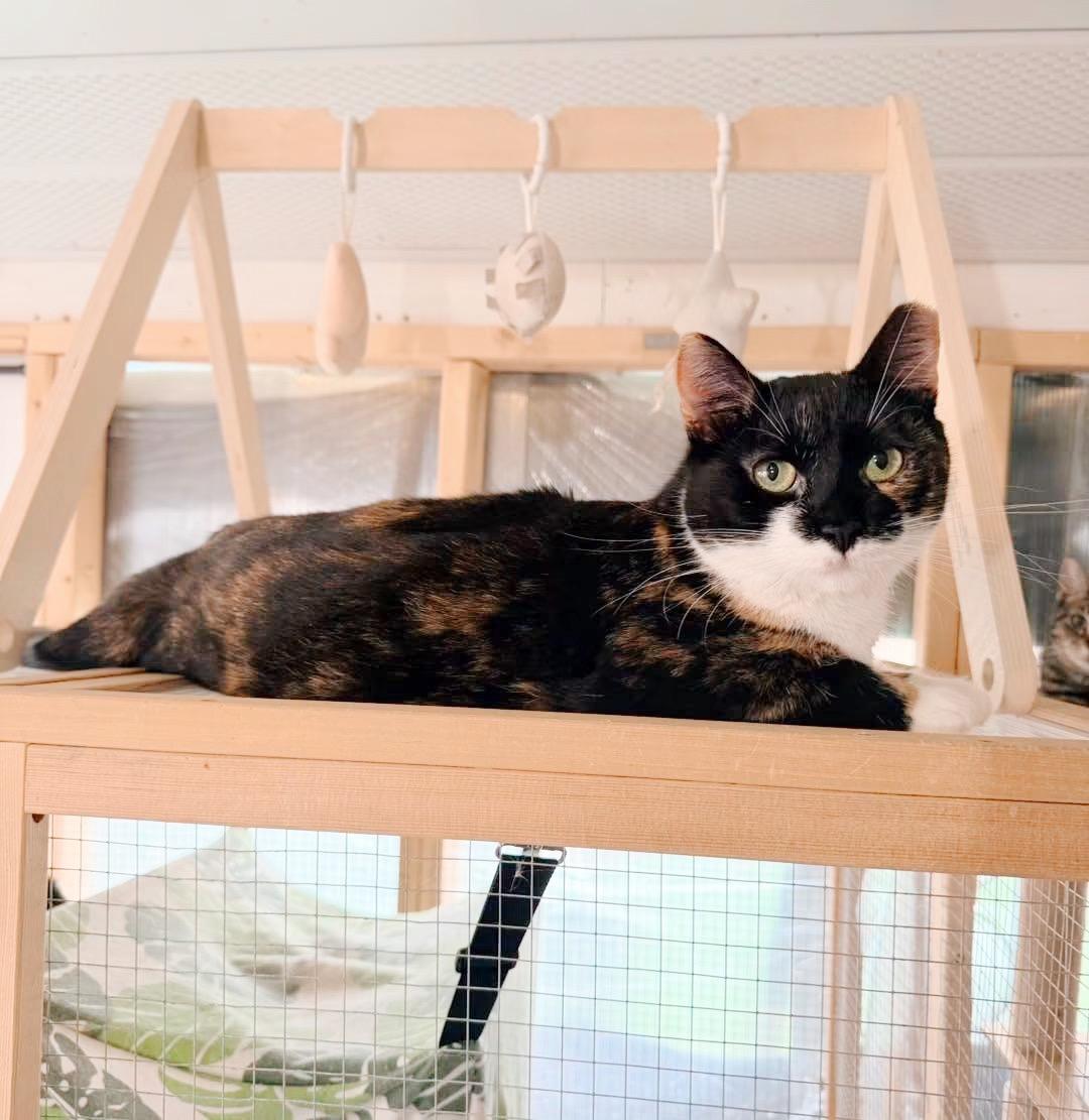 Enlarge Tiger Lily, a ADOPTABLE Calico in Philadelphia, PA image 6/6