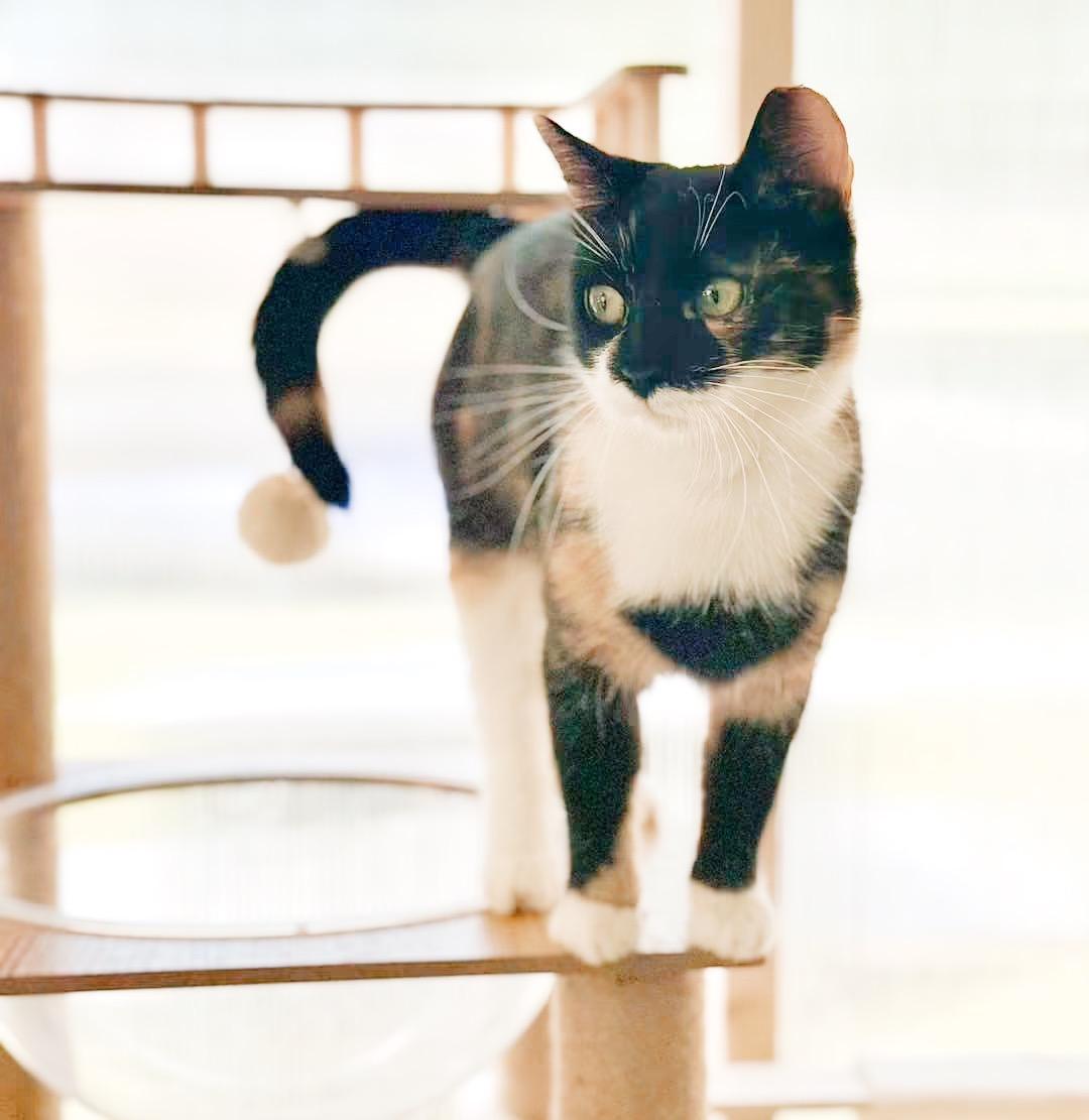 Enlarge Tiger Lily, a ADOPTABLE Calico in Philadelphia, PA image 3/6