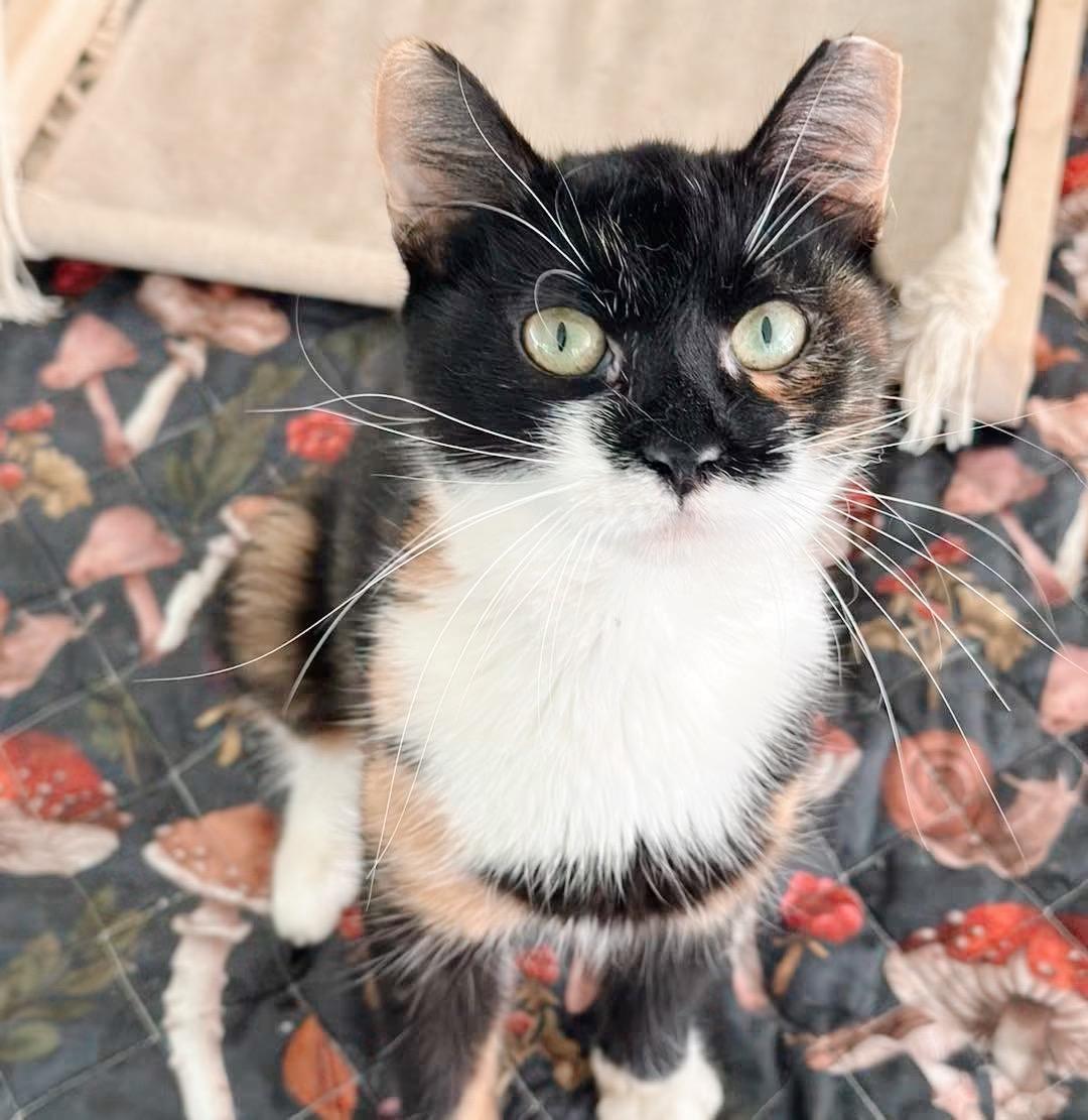 Tiger Lily, ADOPTABLE, Young Female Calico.
