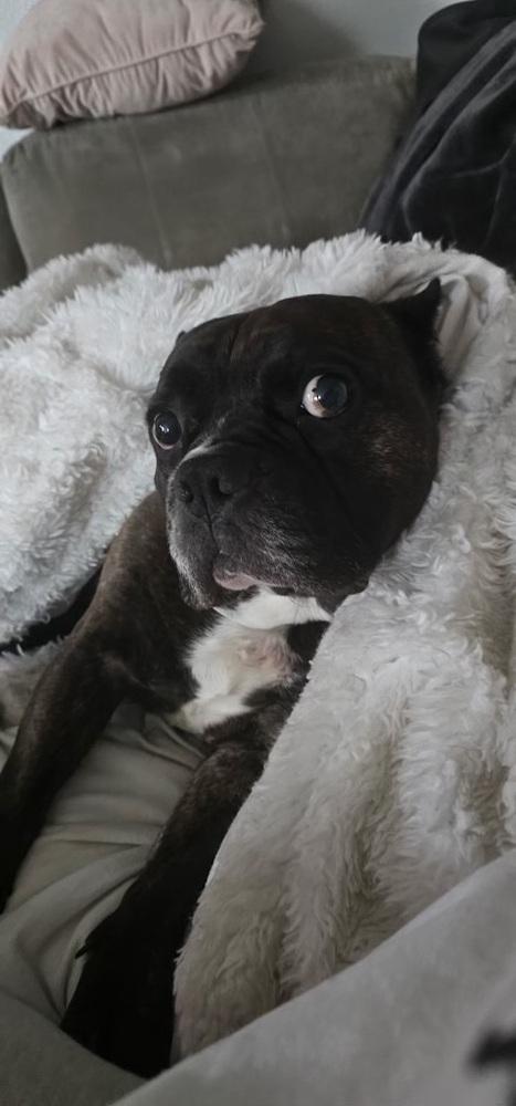 Tank, Adoptable, Adult Male American Bully & English Bulldog.